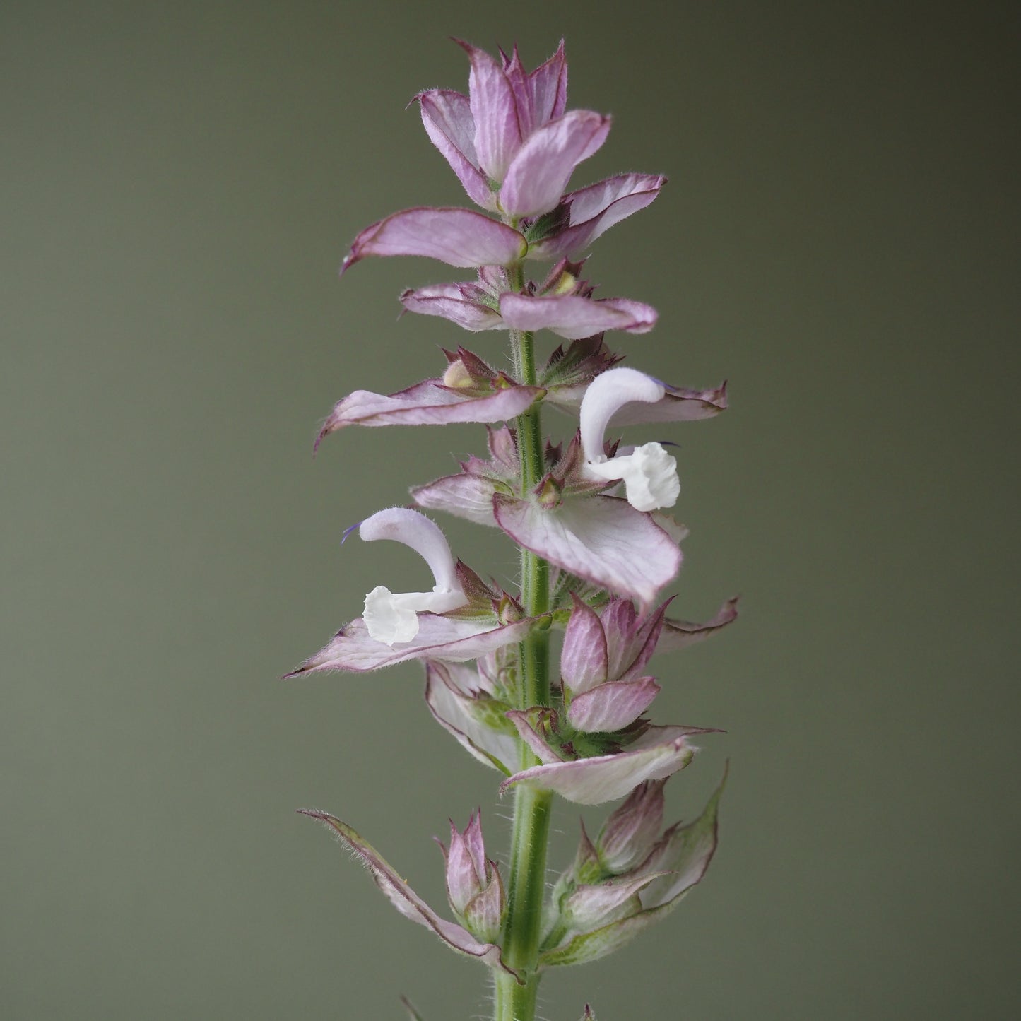 Clary Sage ⁃ Organic Seed - Clary Sage