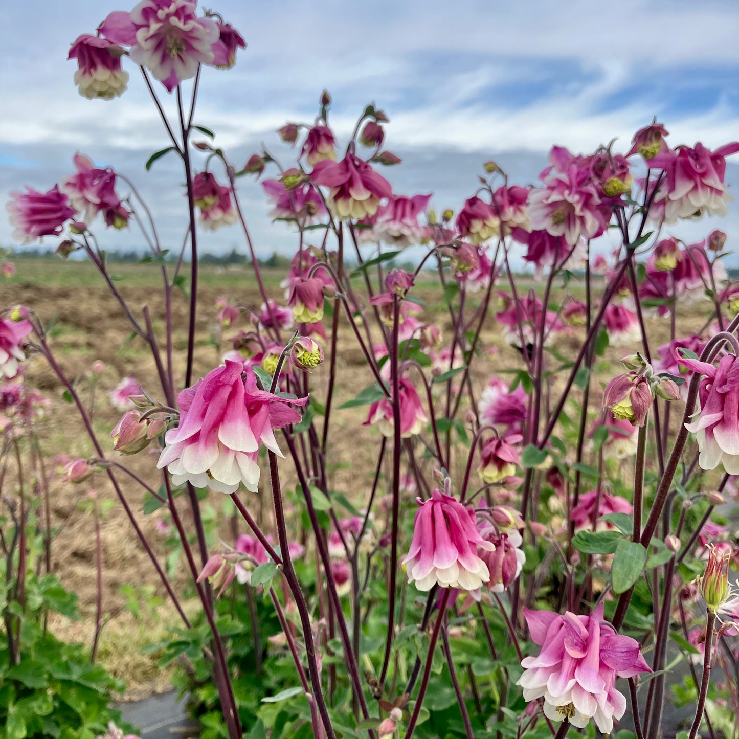 Columbine - Pink Petticoat