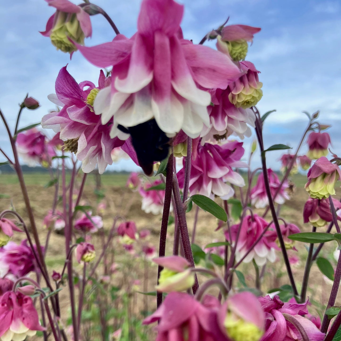 Columbine - Pink Petticoat