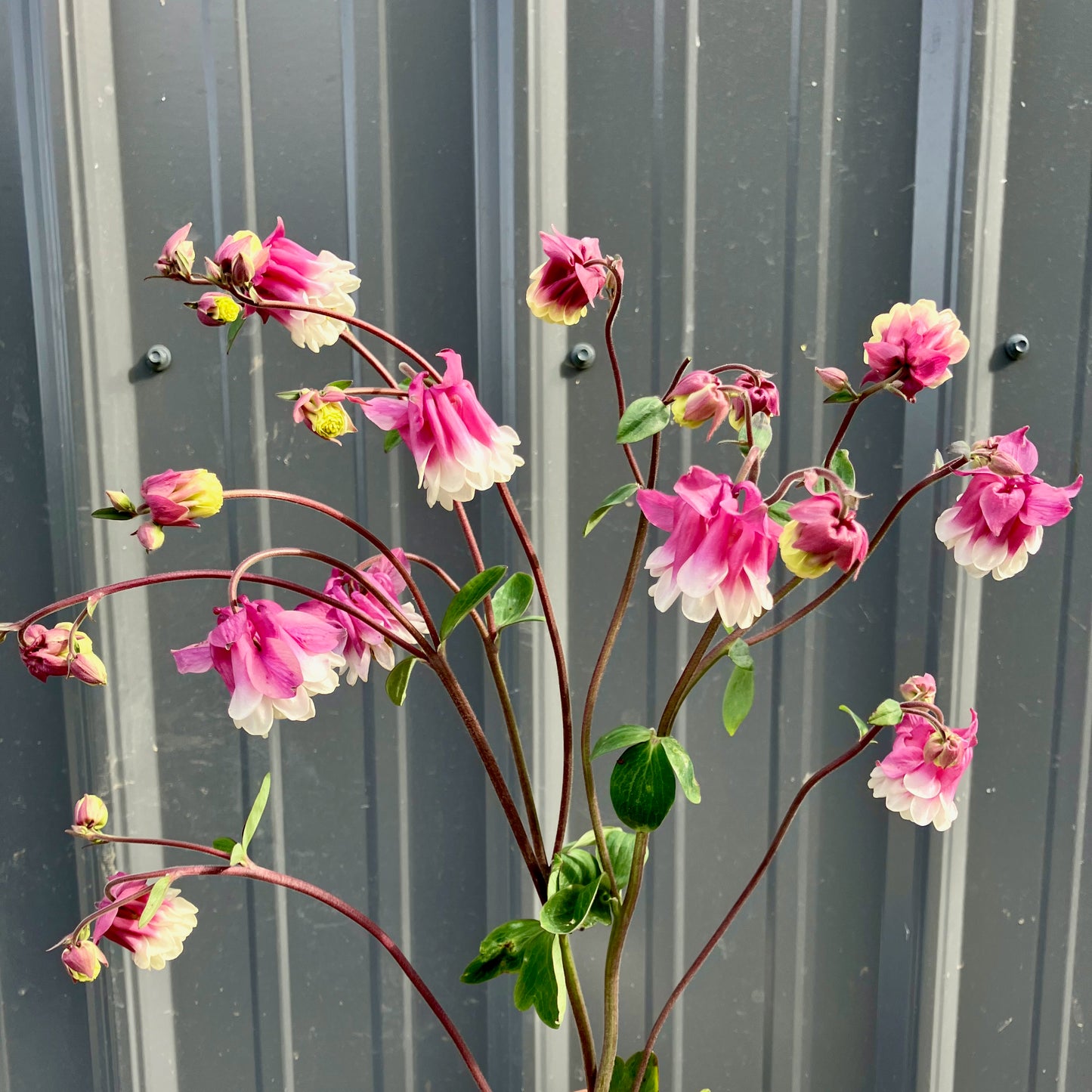 Columbine - Pink Petticoat