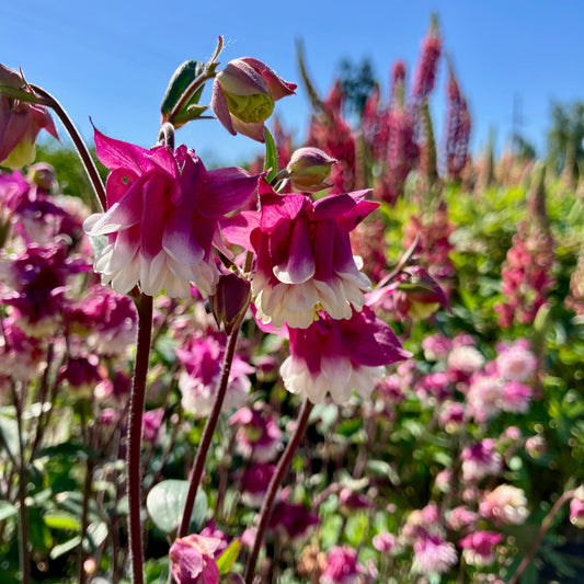 Columbine - Pink Petticoat