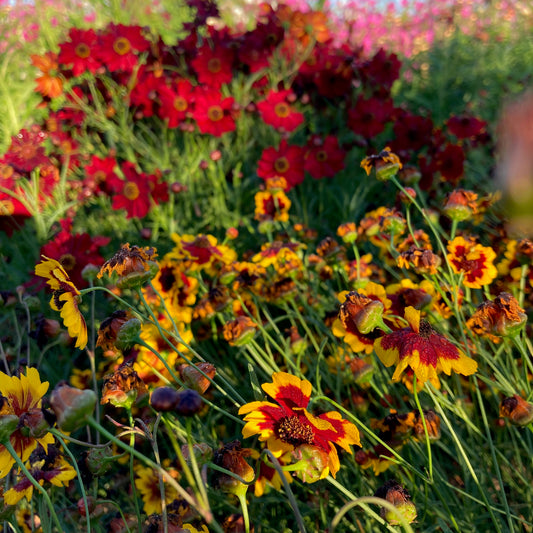 Coreopsis - Dwarf Red