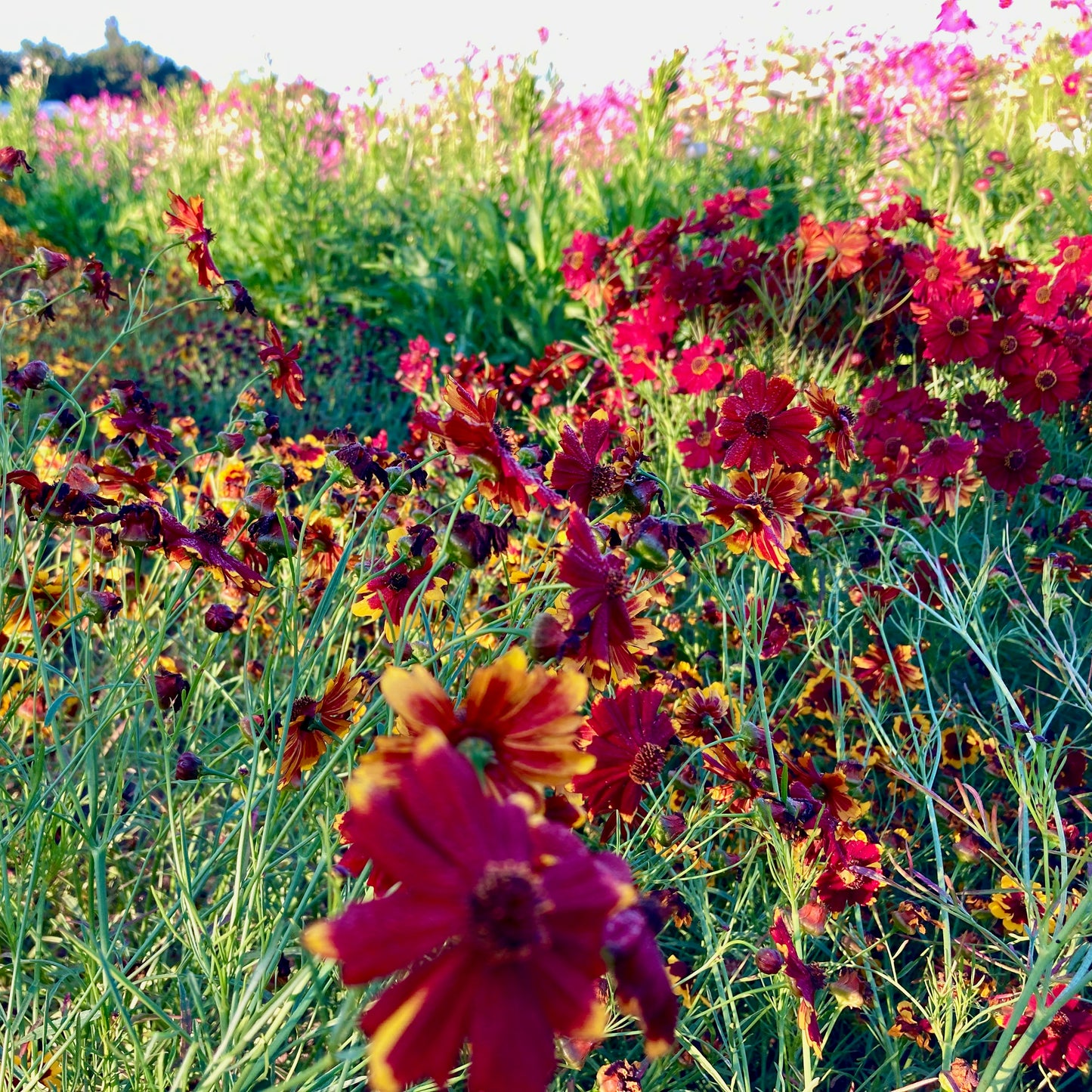 Coreopsis - Dwarf Red