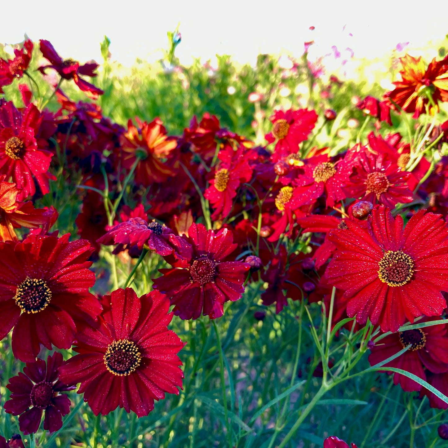 Coreopsis - Dwarf Red