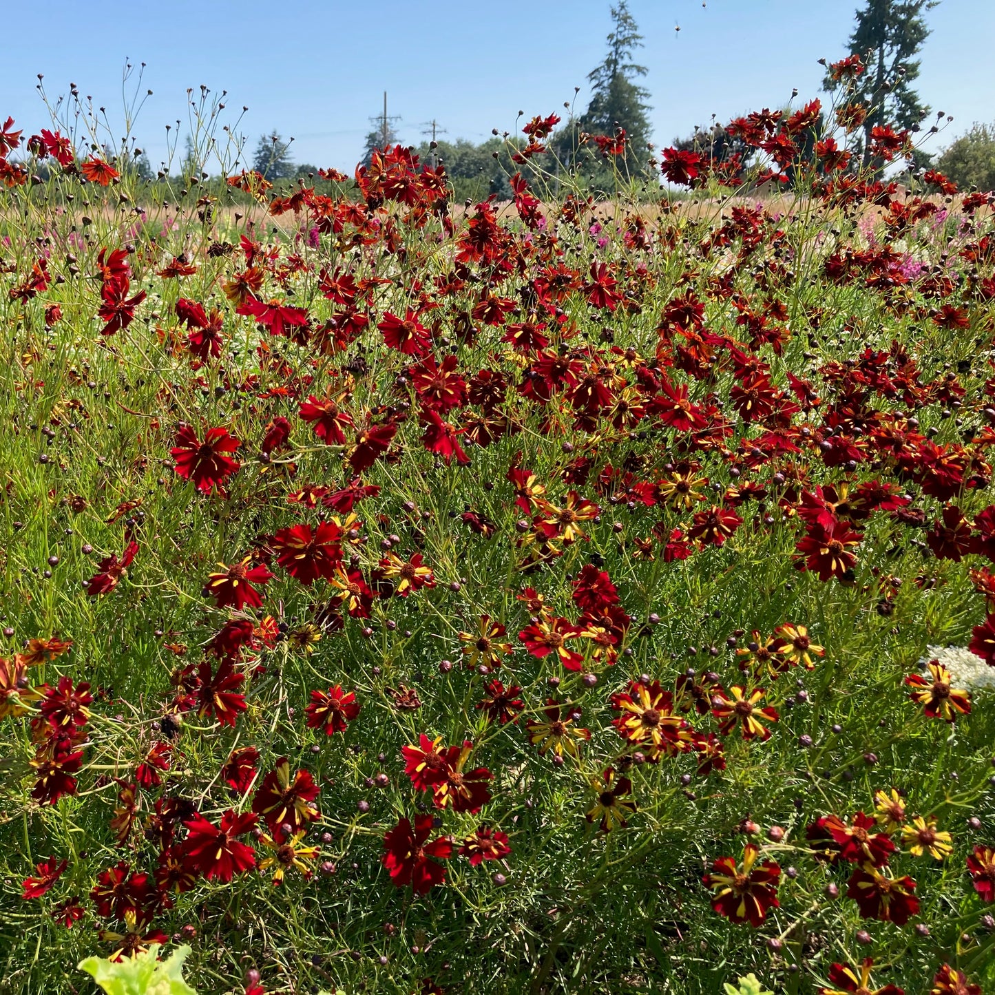 Coreopsis - Roulette