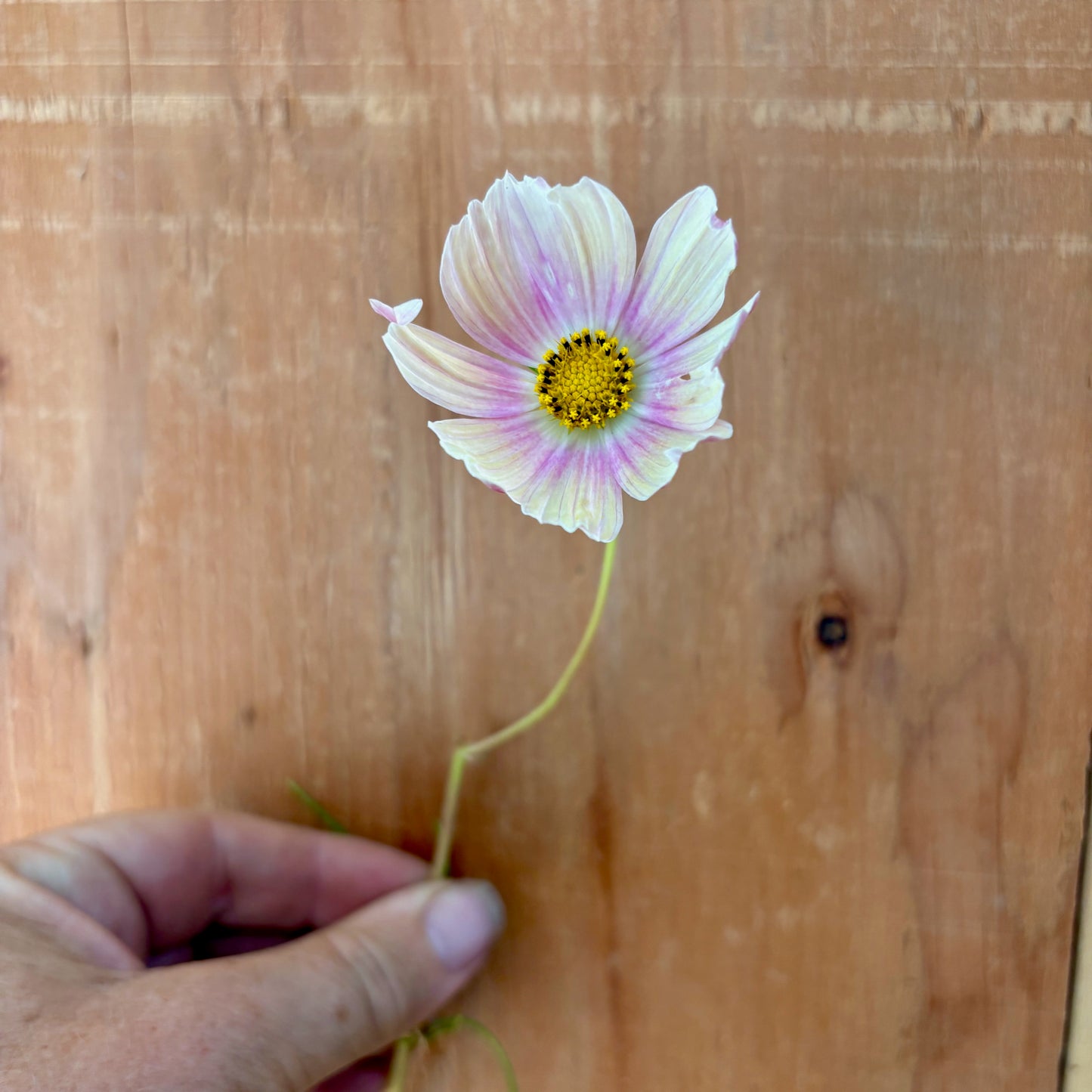 Cosmos ⁃ Organic Seed - Apricot Lemonade