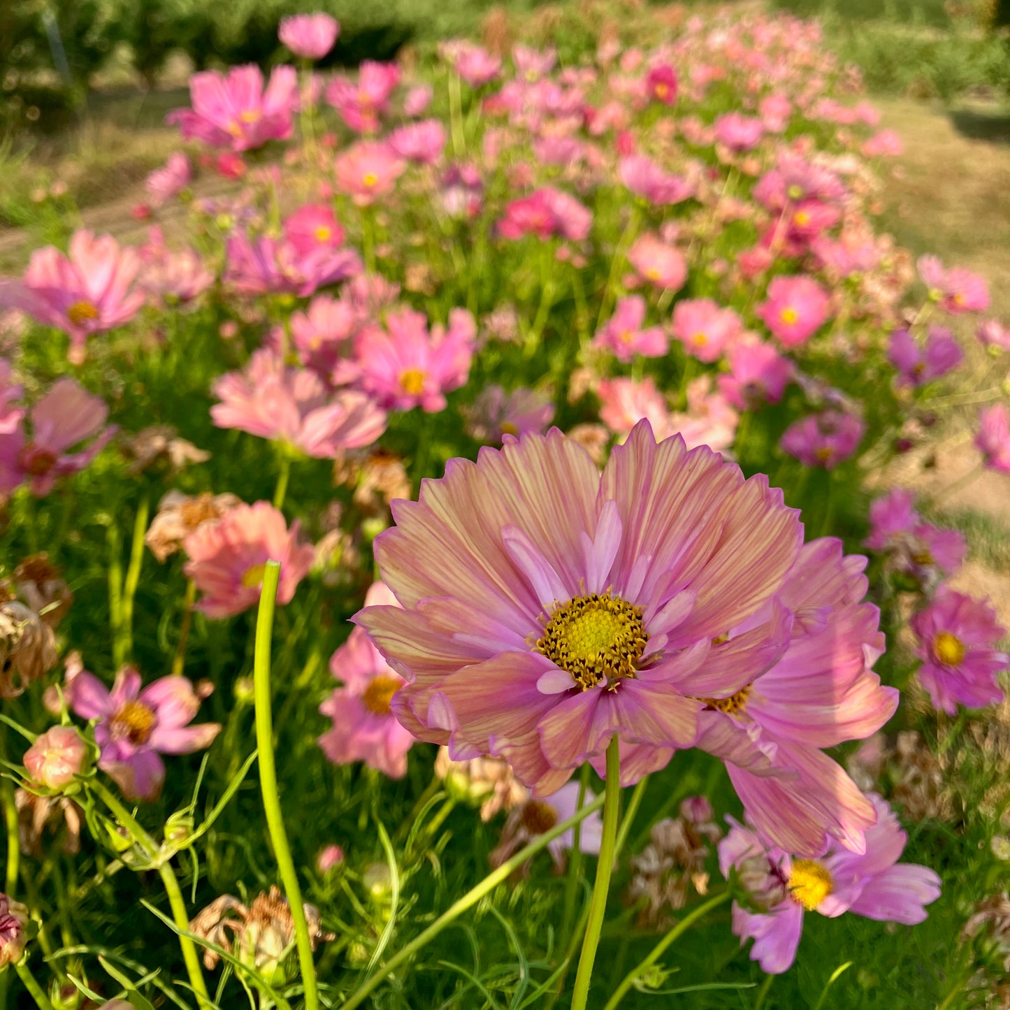 Cosmos - Apricotta