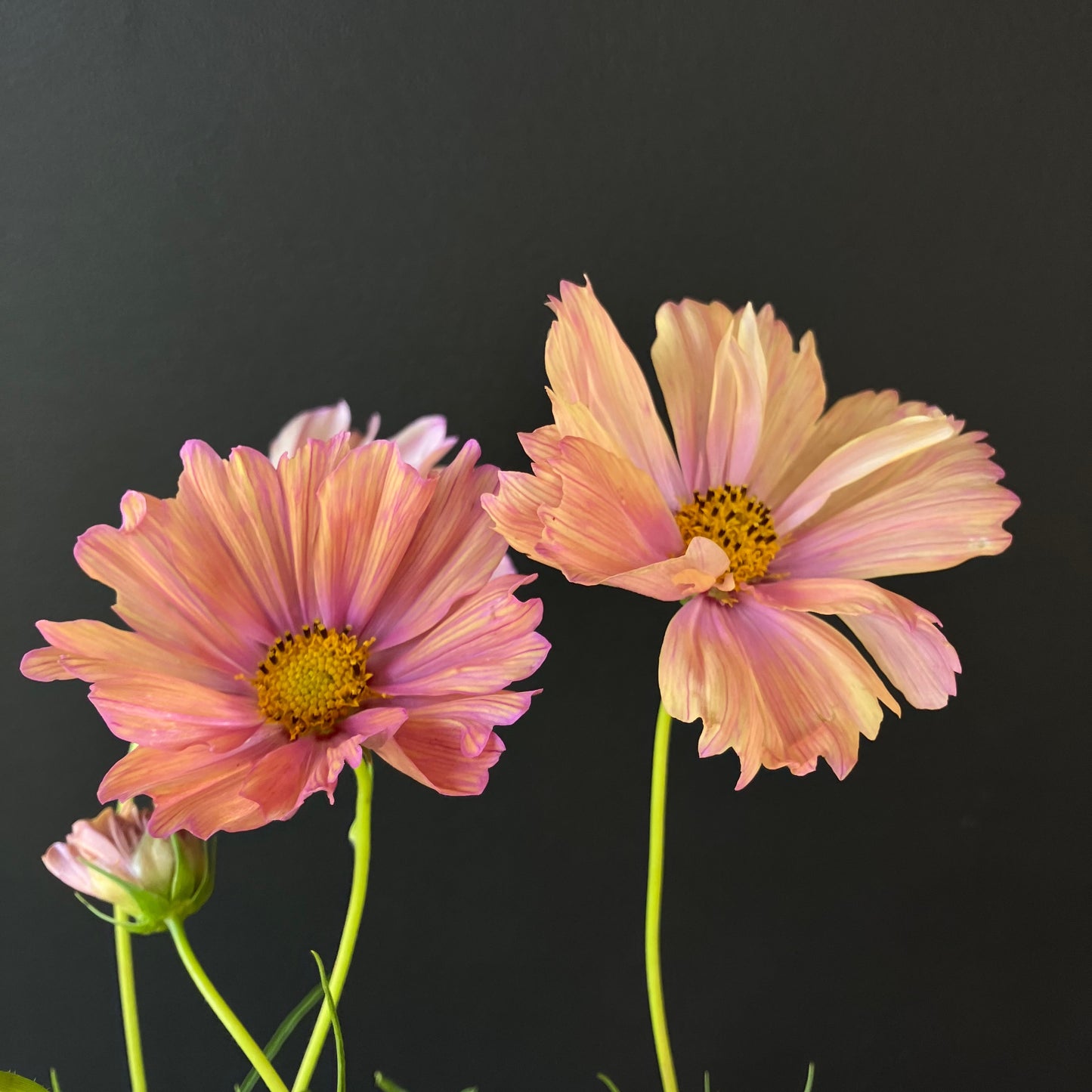 Cosmos - Apricotta