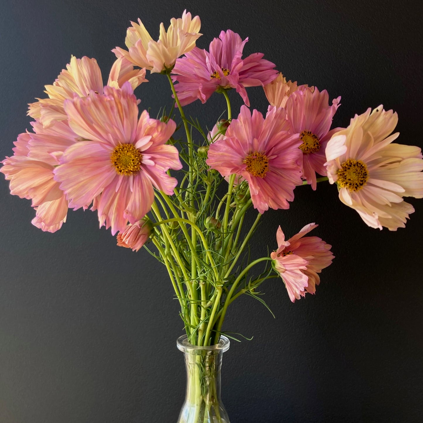 Cosmos - Apricotta