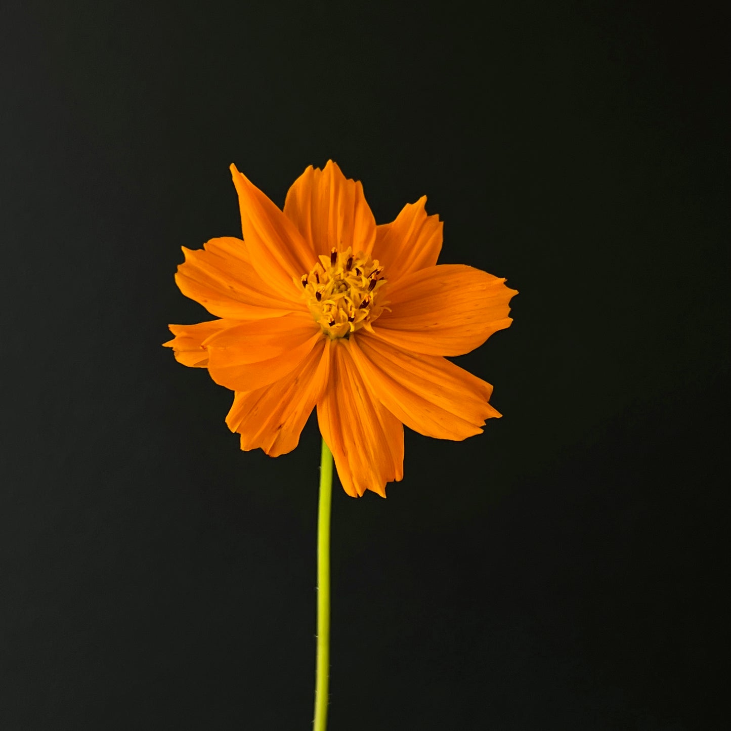 Cosmos - Diablo