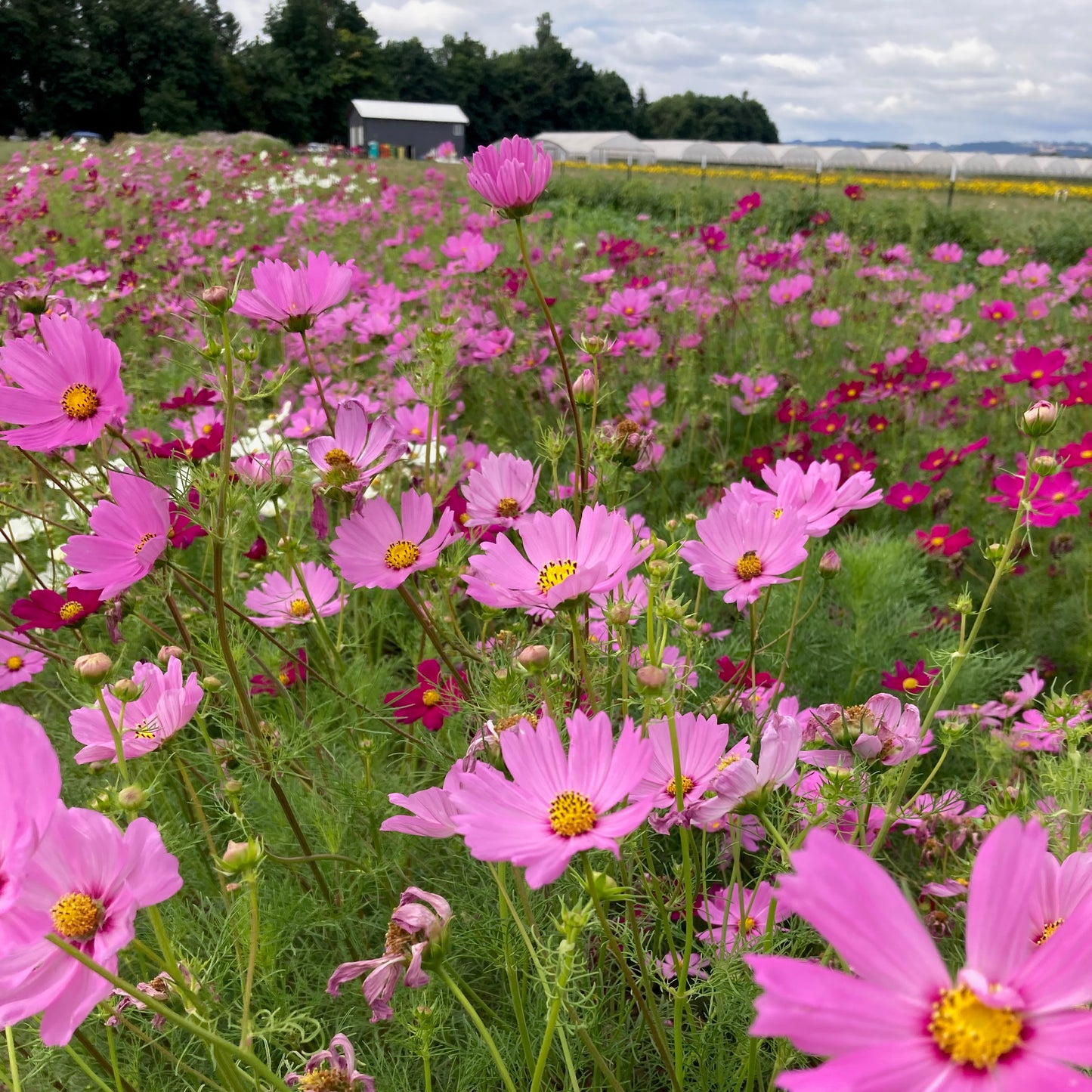 Cosmos - Sensation Blend