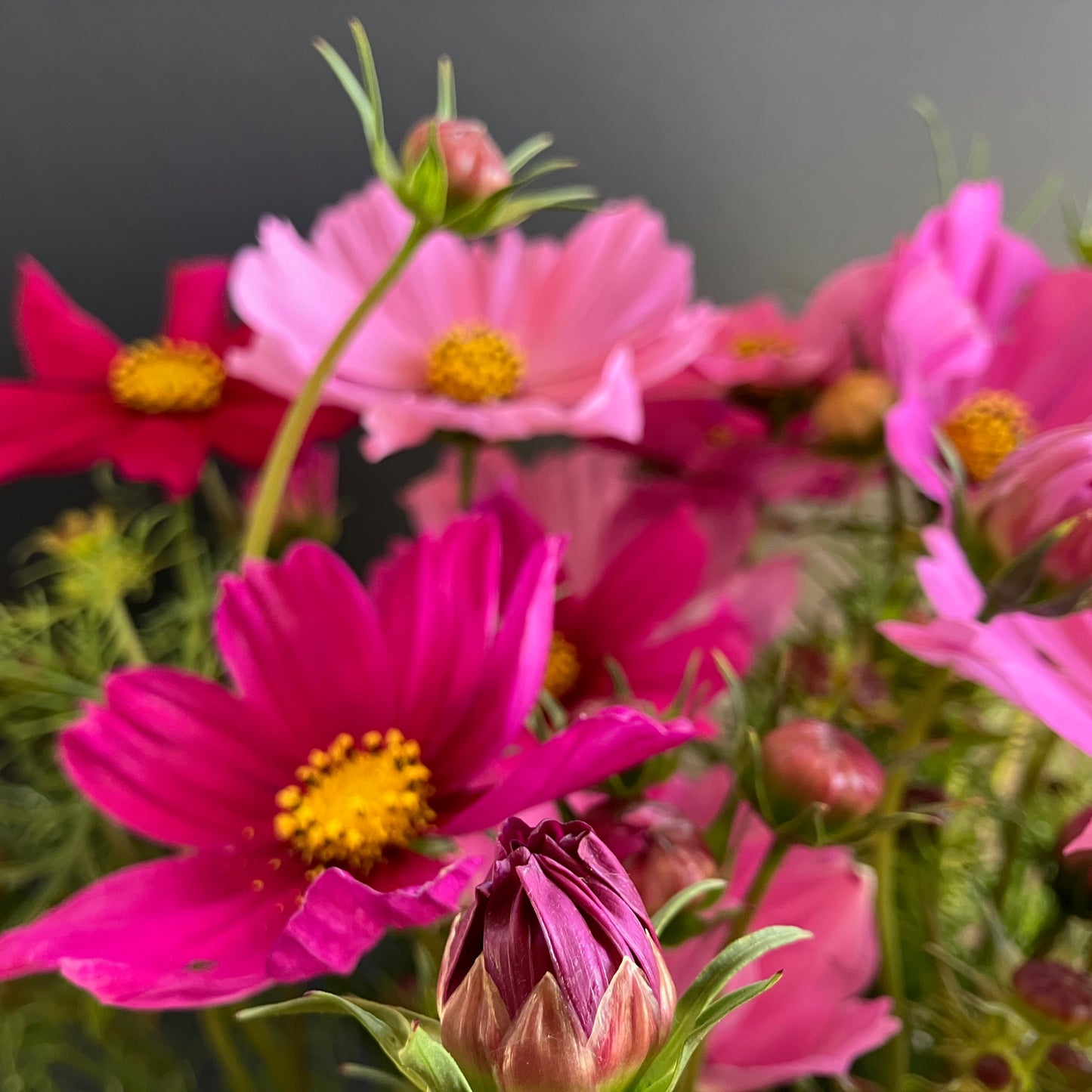 Cosmos - Sensation Blend