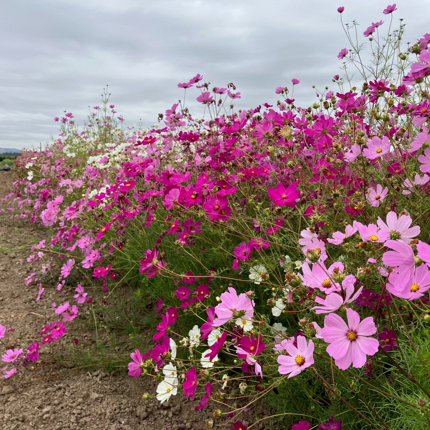 Cosmos - Sensation Blend
