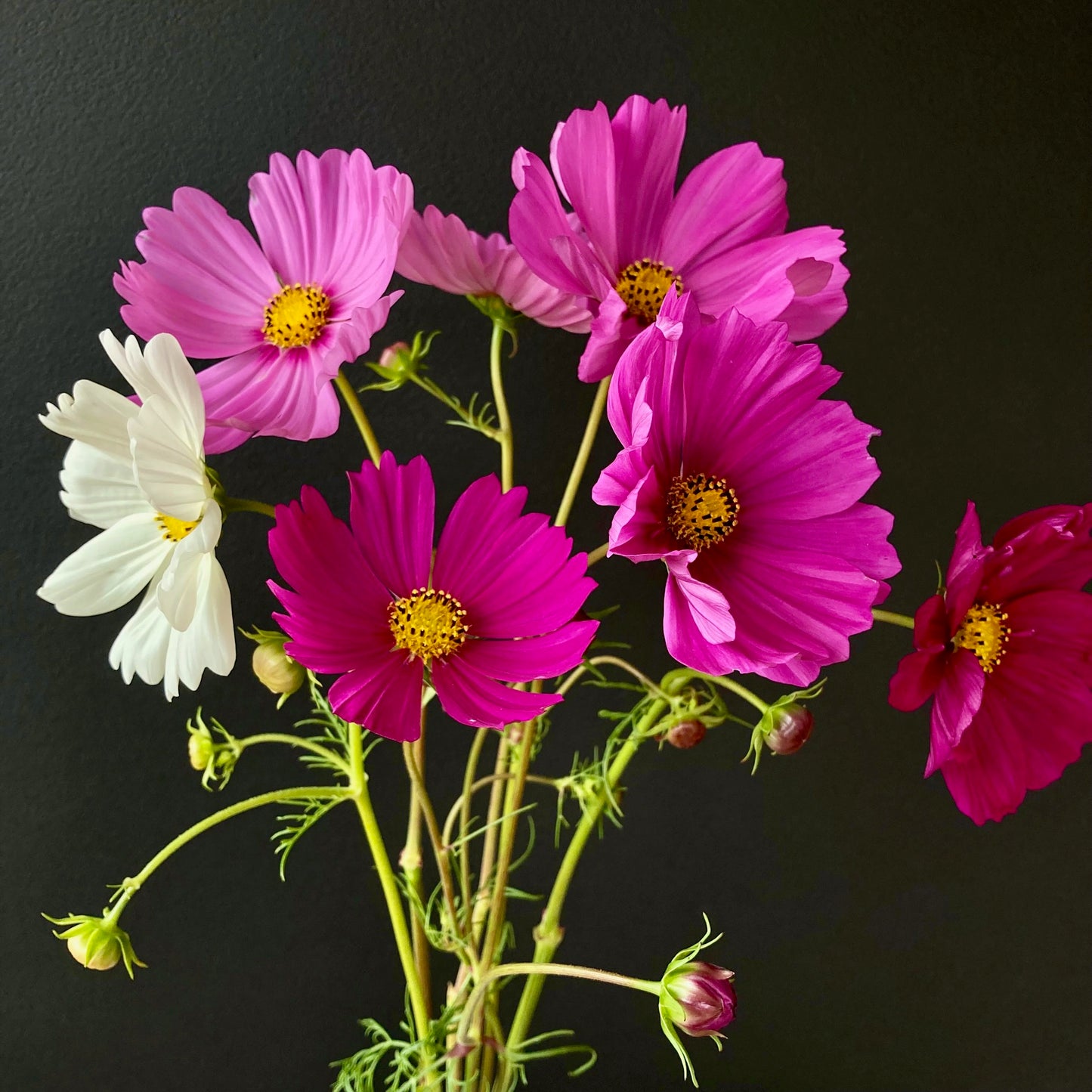 Cosmos - Sensation Blend