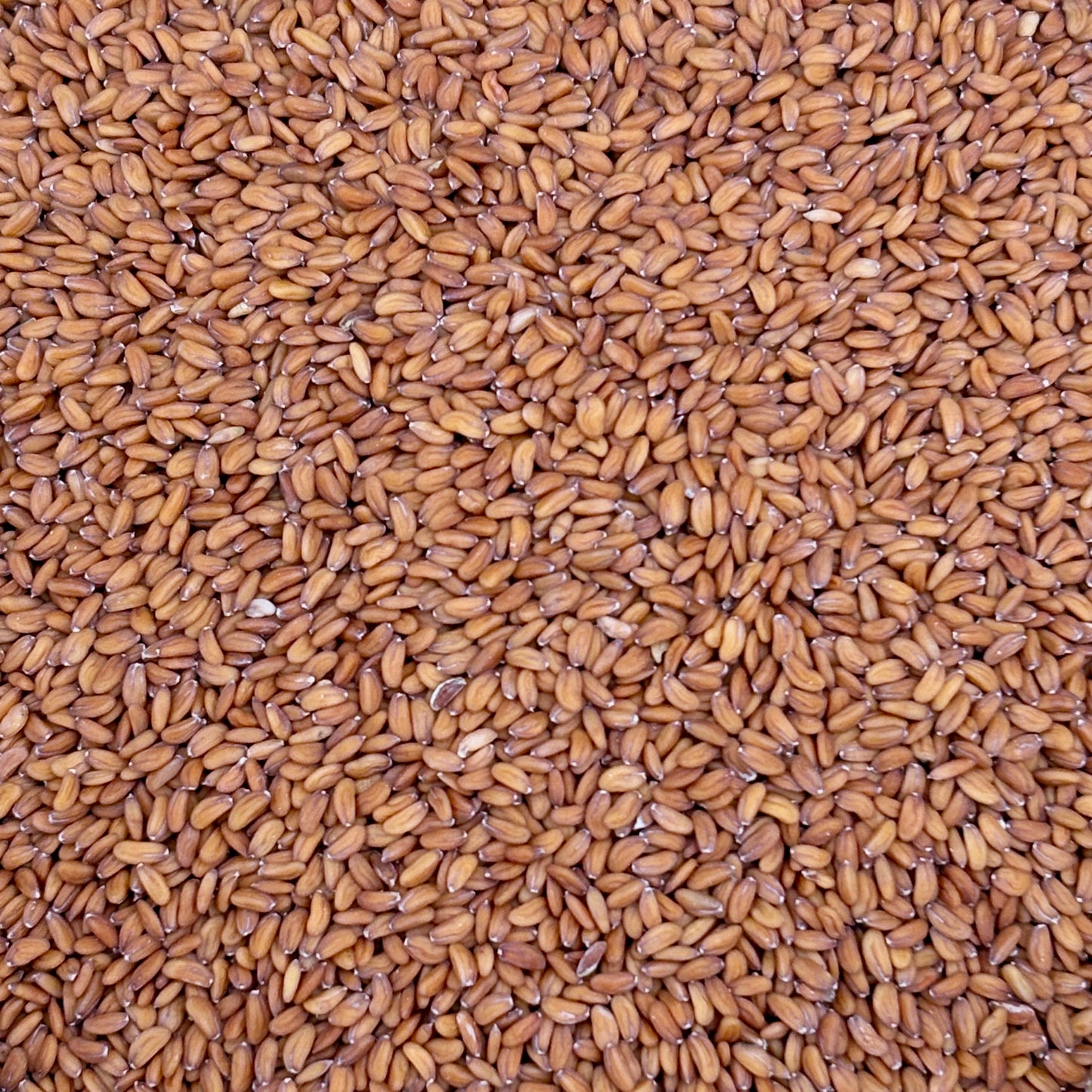 Persian Cress ⁃ Organic Seed - Persian Cress