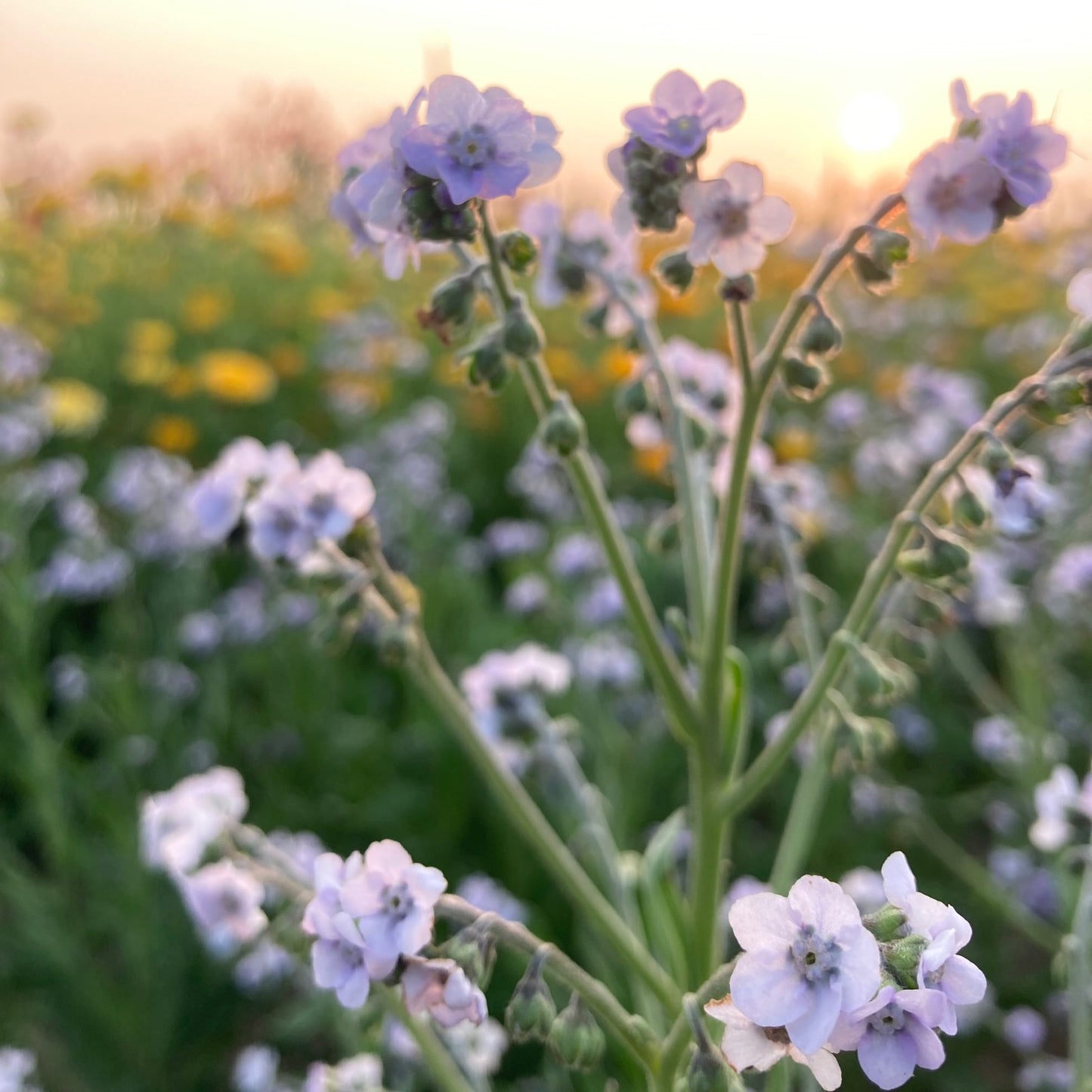 Cynoglossum - Ms. Marilyn