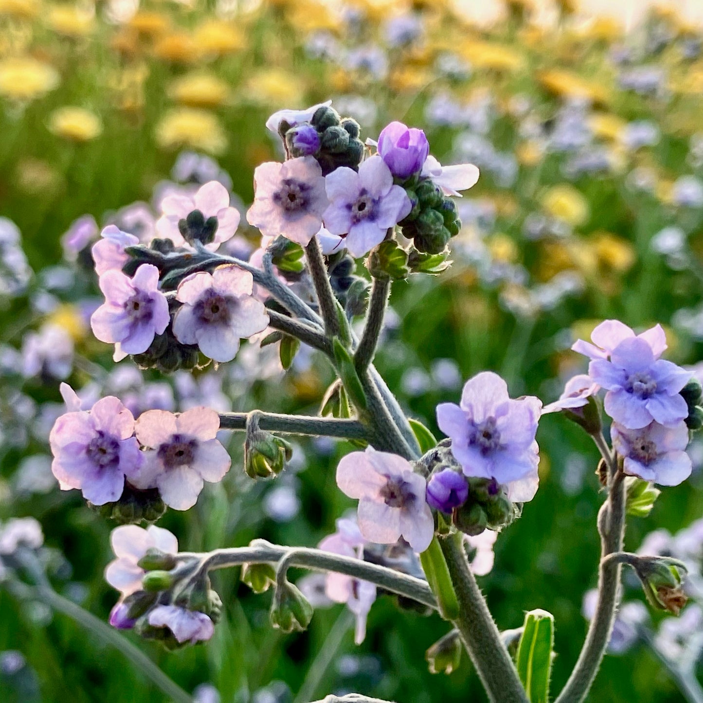 Cynoglossum - Ms. Marilyn