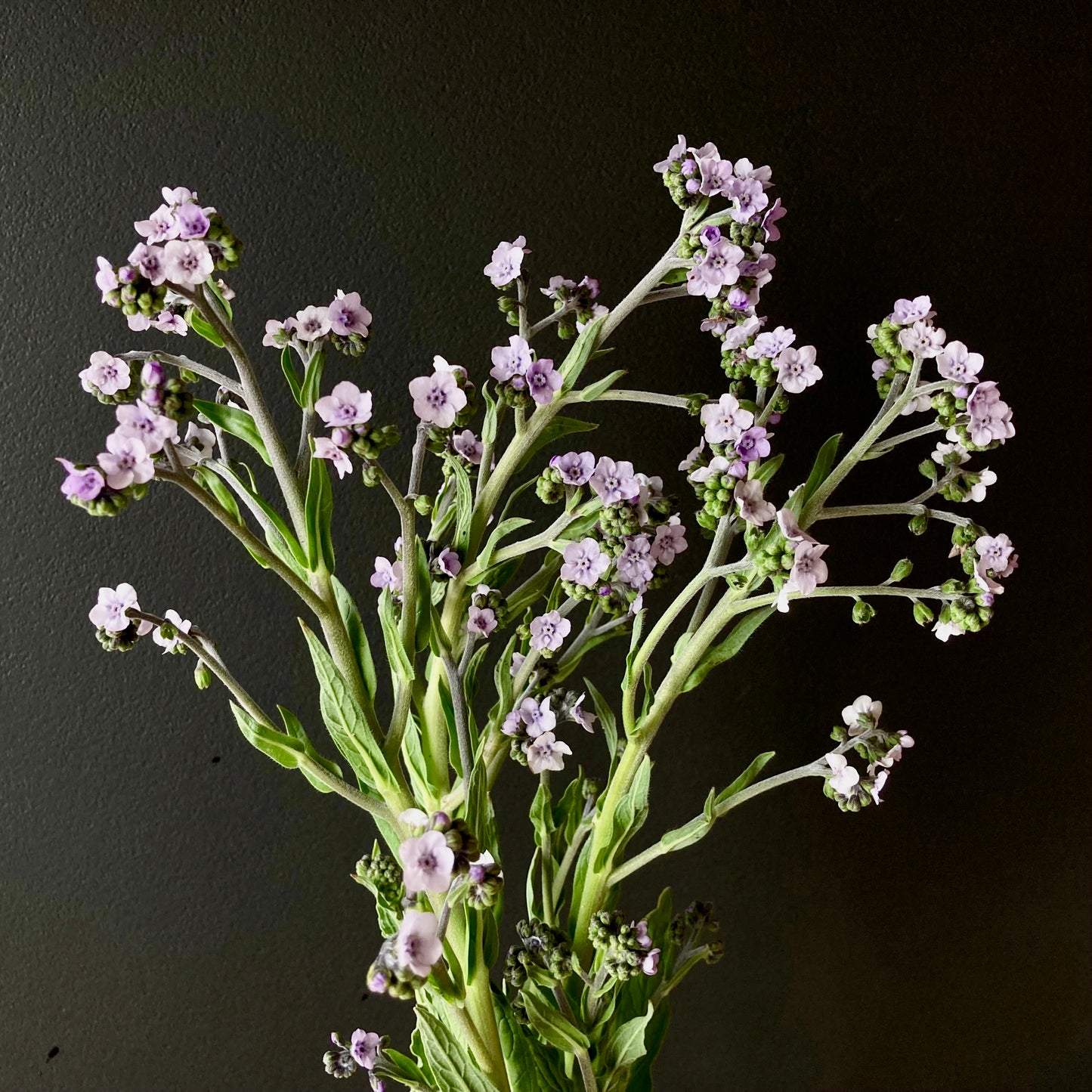 Cynoglossum - Ms. Marilyn