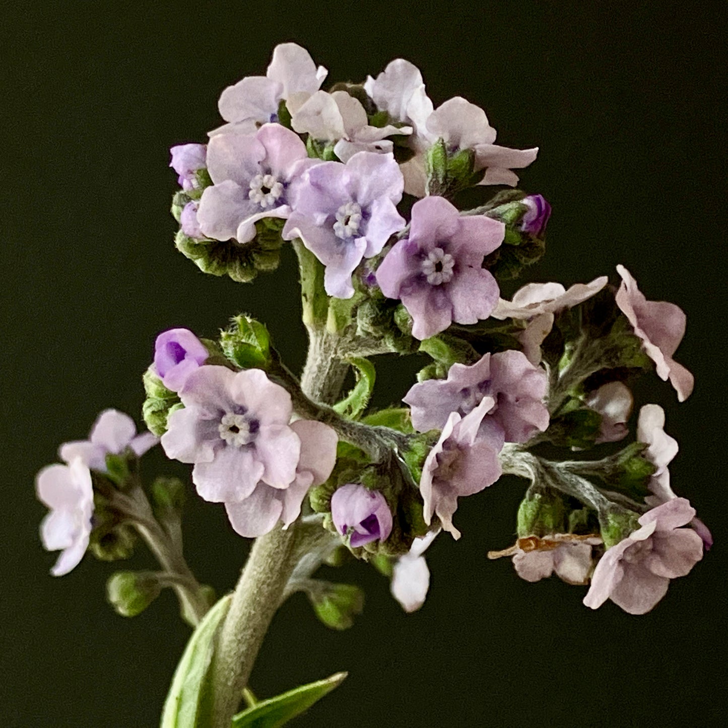 Cynoglossum - Ms. Marilyn