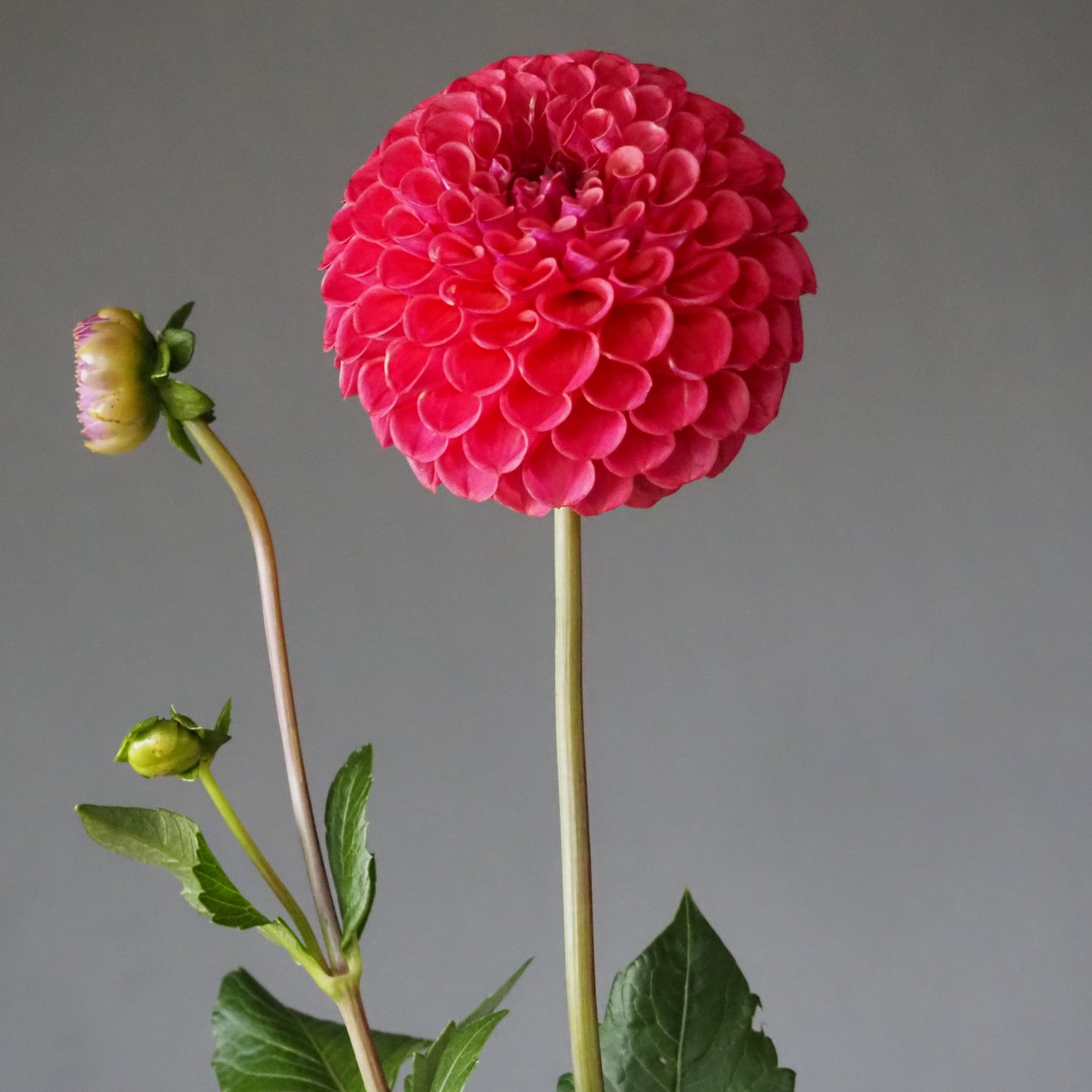 Dahlia Tuber - Caitlin's Joy