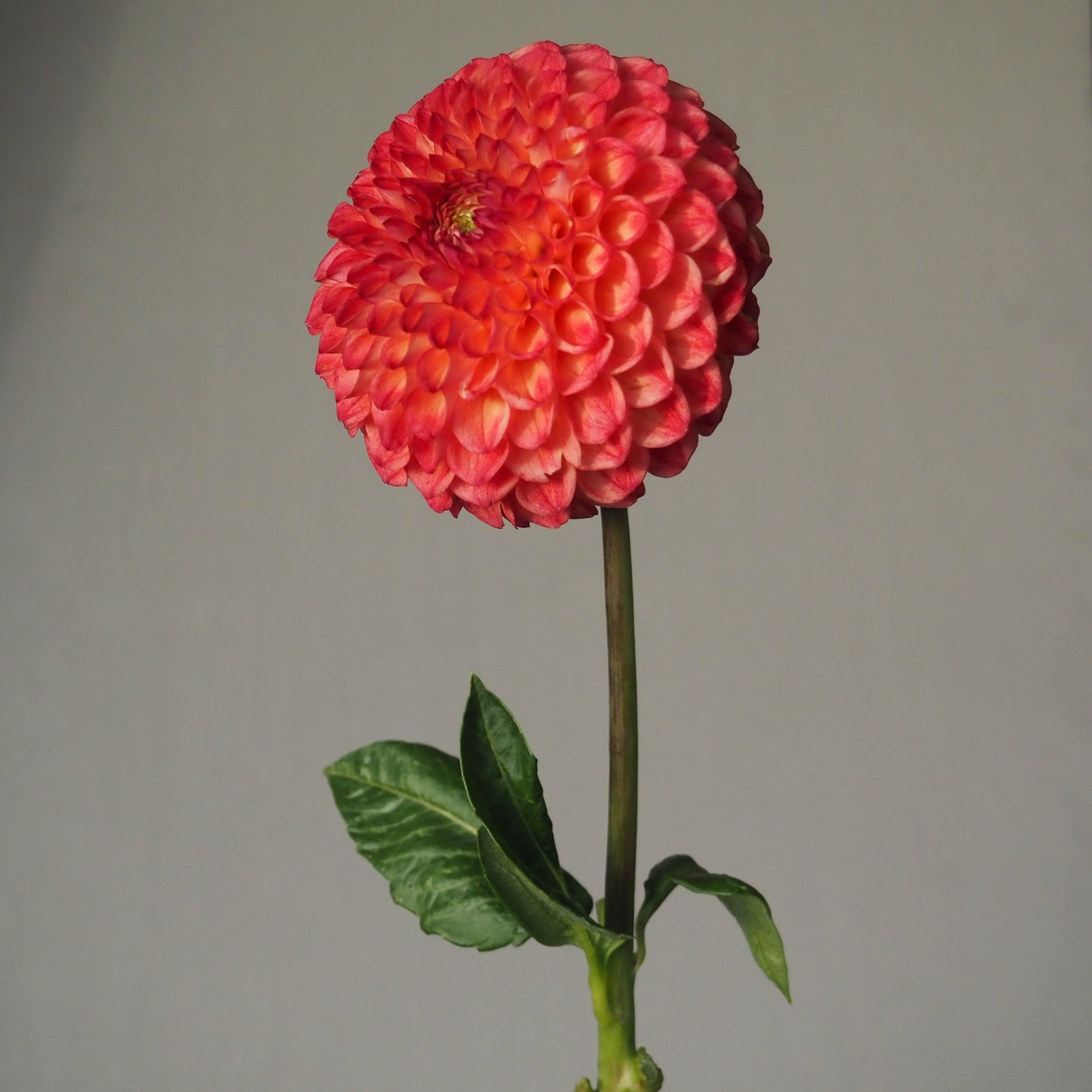Dahlia Tuber - Camano Mordor