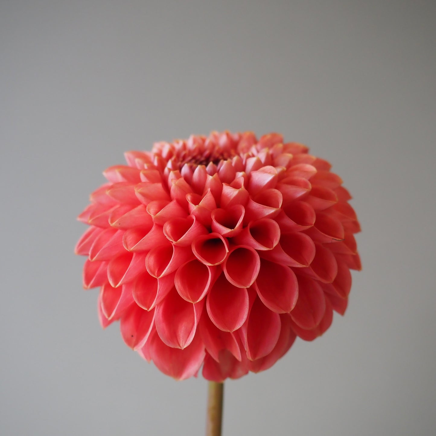 Dahlia Tuber - Chimacum Nadjae