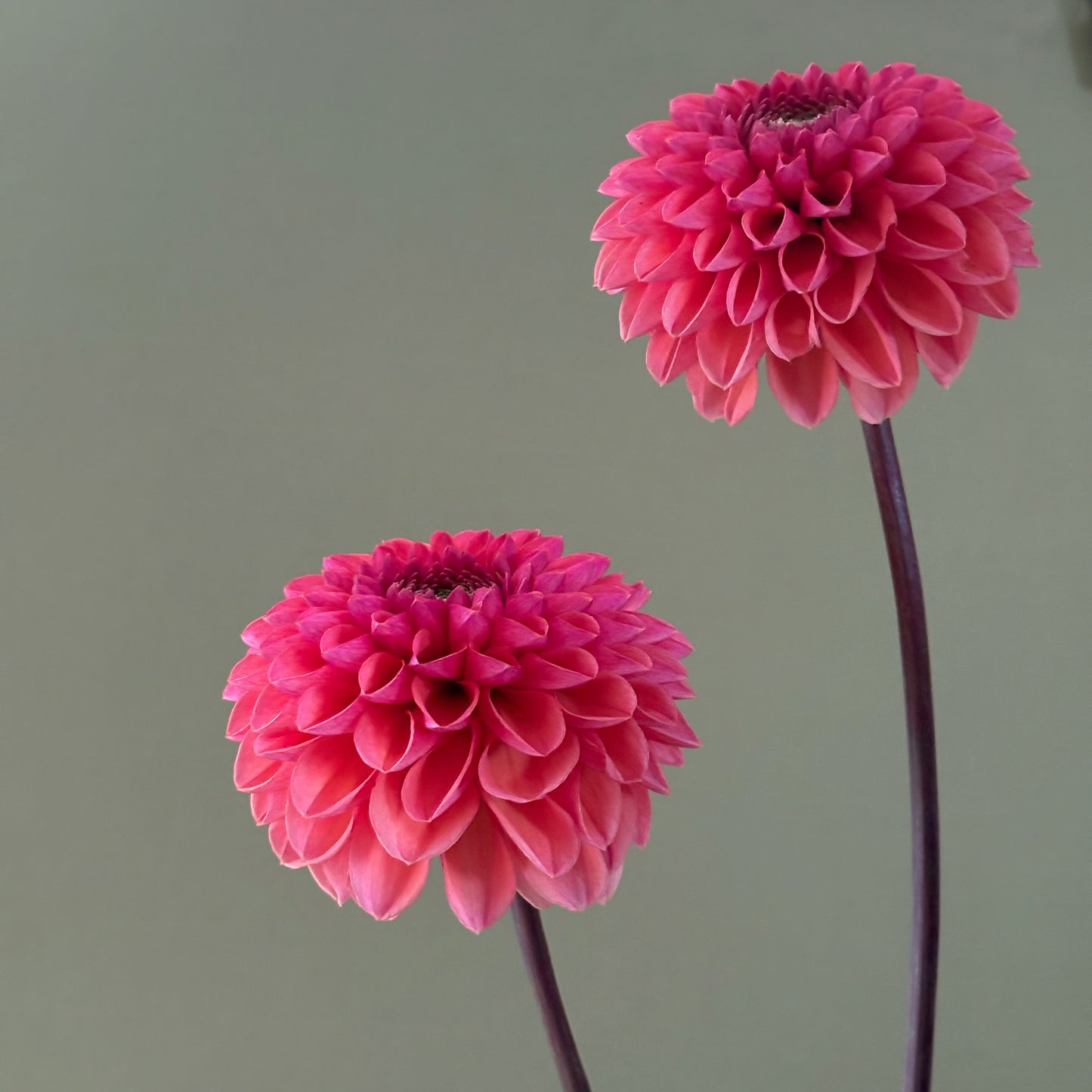 Dahlia Tuber - Daisy Duke