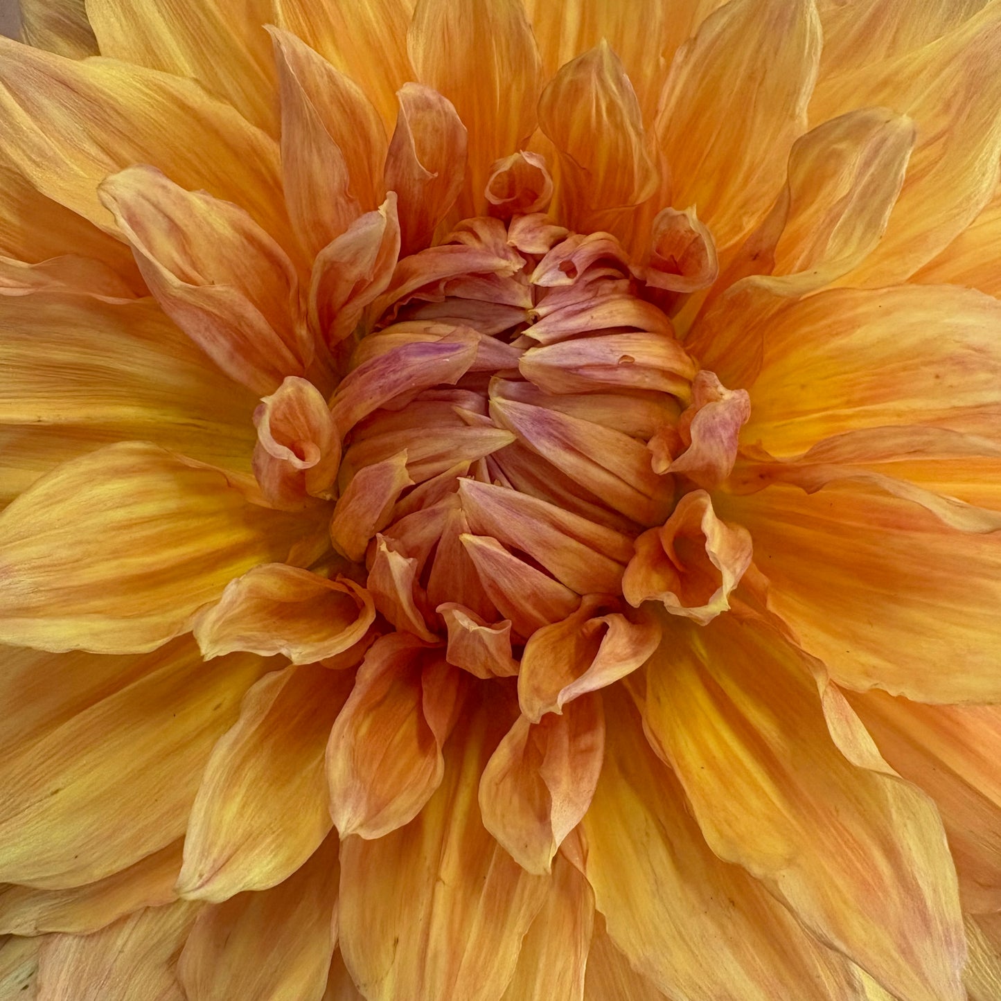 Dahlia Tuber - Hamari Gold