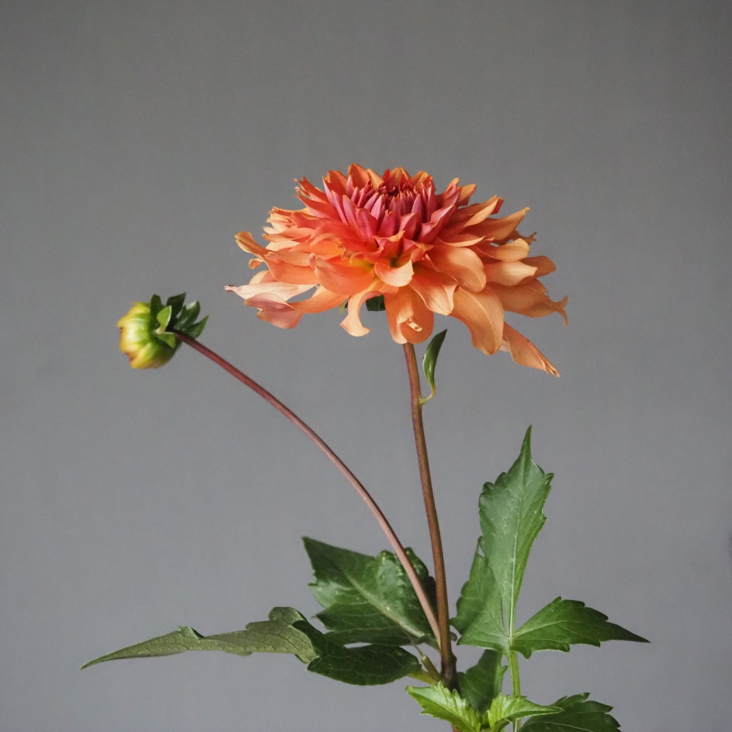 Dahlia Tuber - Terracotta
