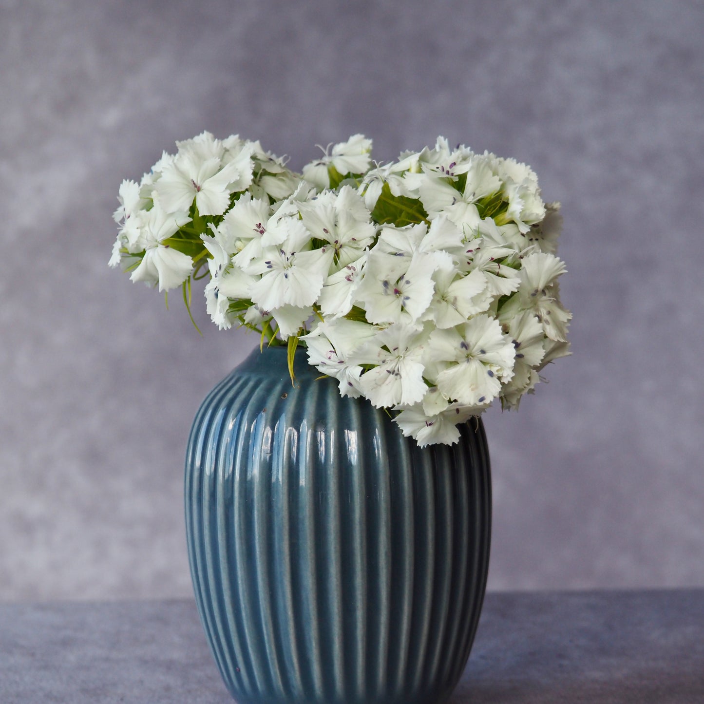 Dianthus ⁃ Organic Seed - Albus