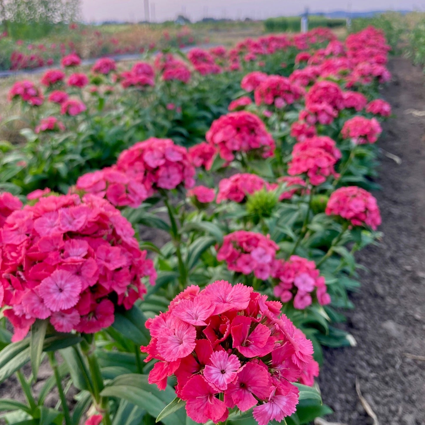 Dianthus ⁃ Organic Seed - Barcelona Pink