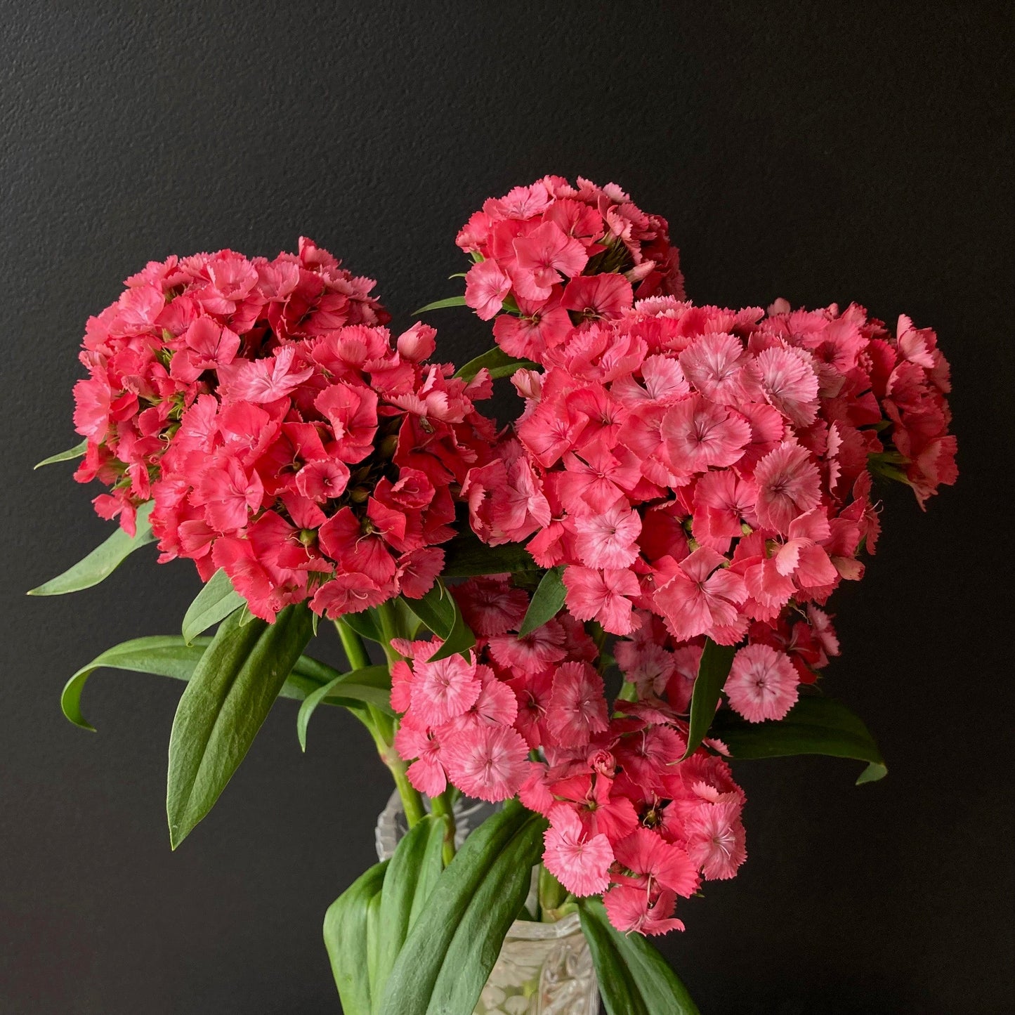 Dianthus - Barcelona Pink