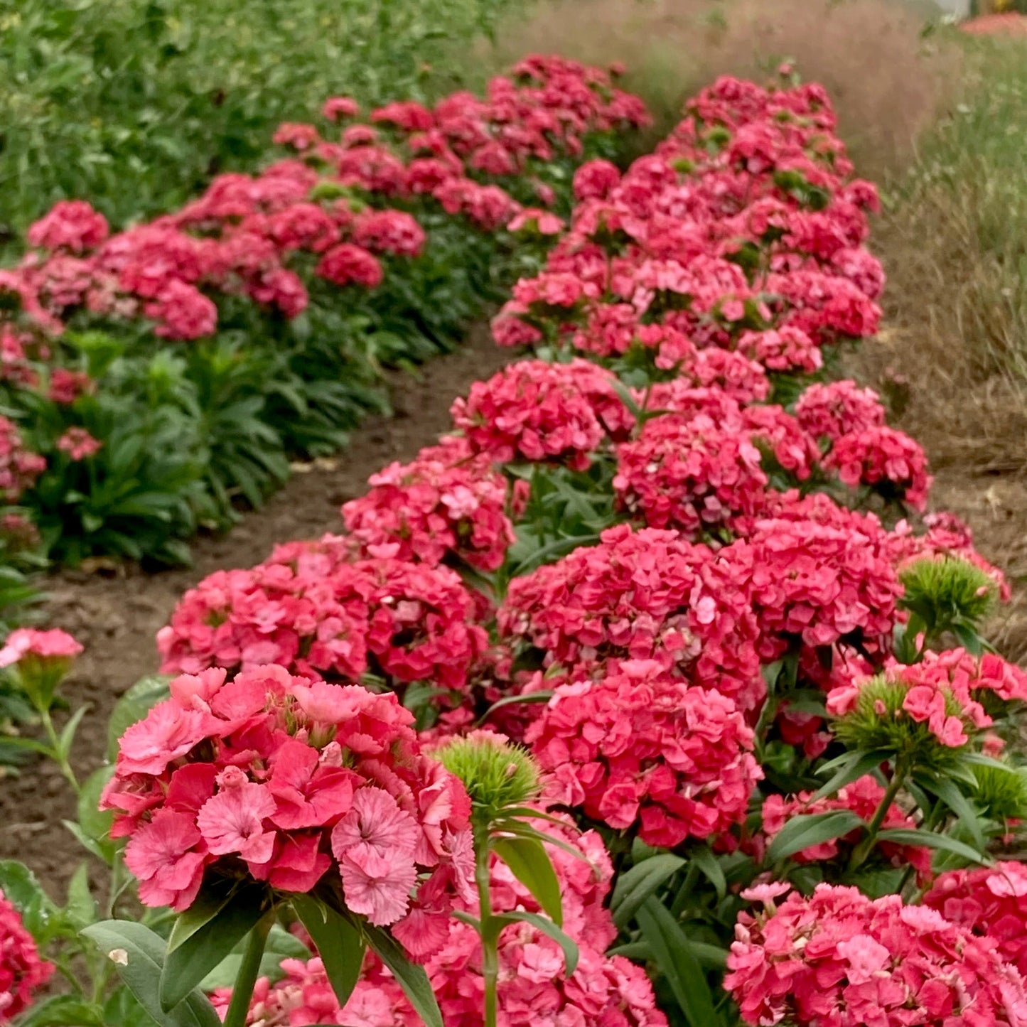 Dianthus - Barcelona Pink