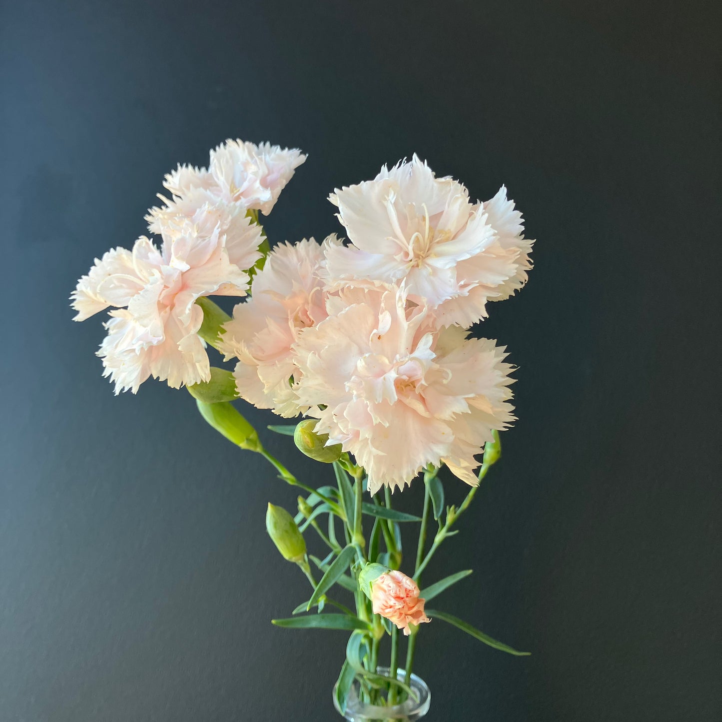 Dianthus - Chabaud La France