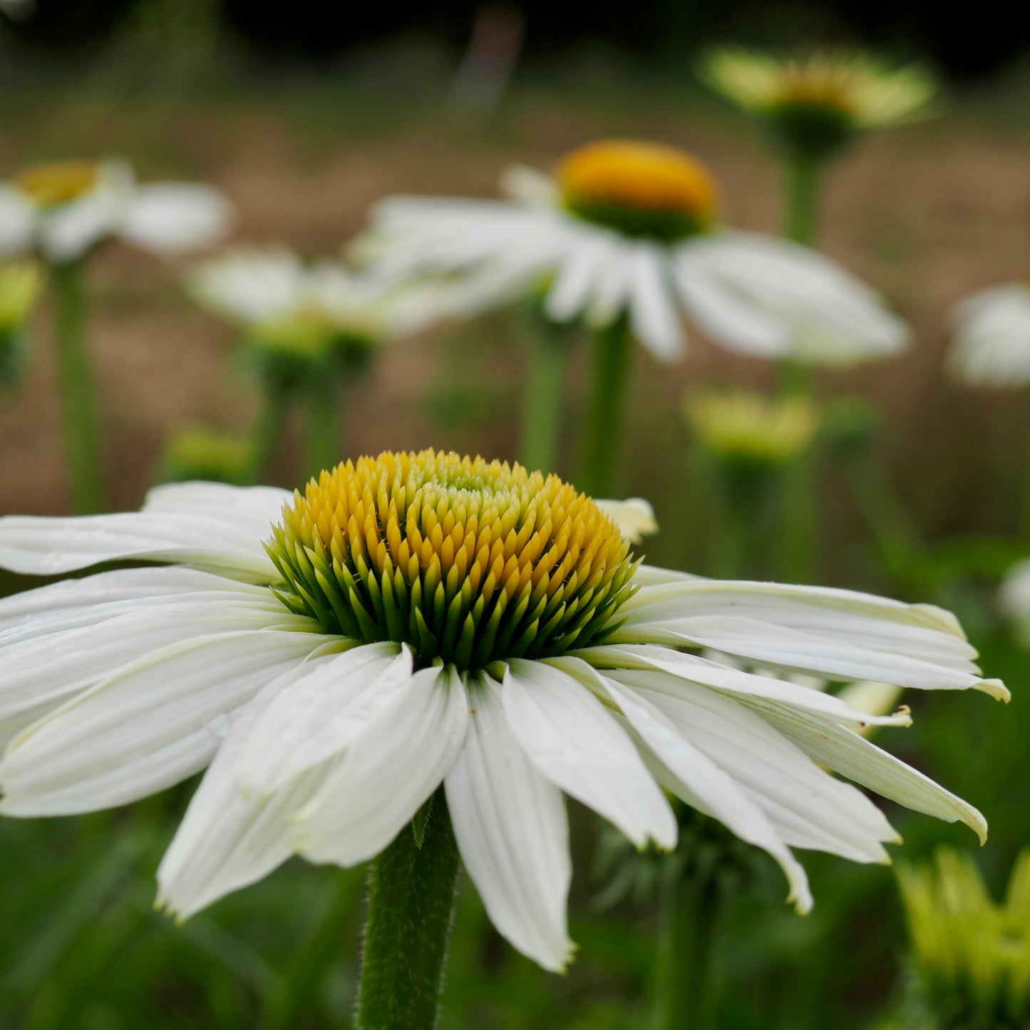 Echinacea ⁃ Organic Seed - White Swan