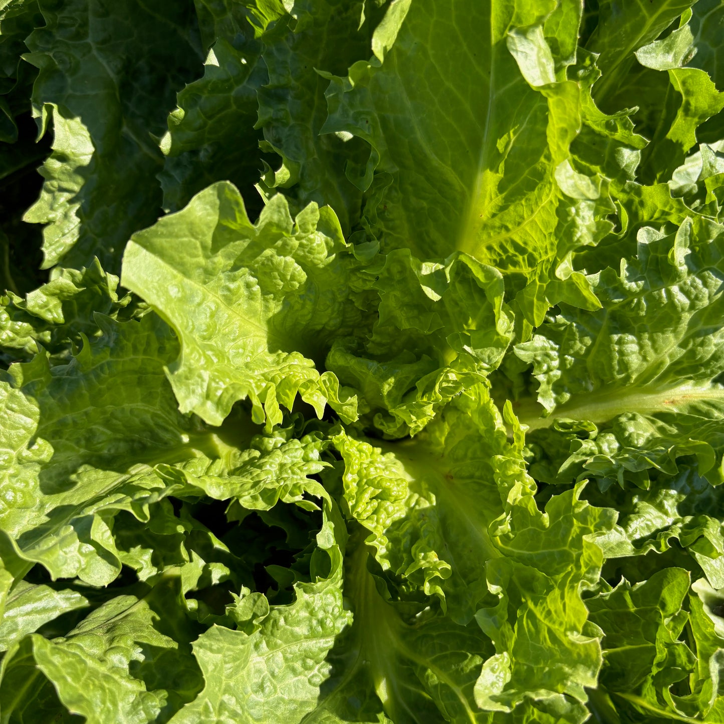 Endive ⁃ Organic Seed - Riccia Pancalieri