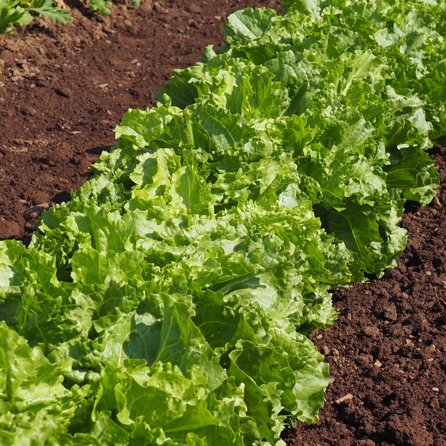 Escarole ⁃ Organic Seed - Cornetto Bordeaux