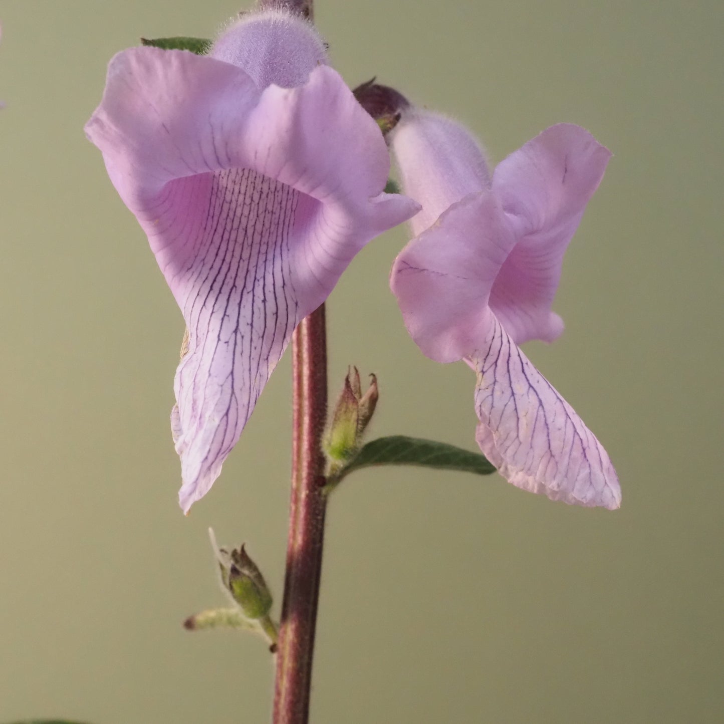 Foxglove, African ⁃ Organic Seed - African Foxglove