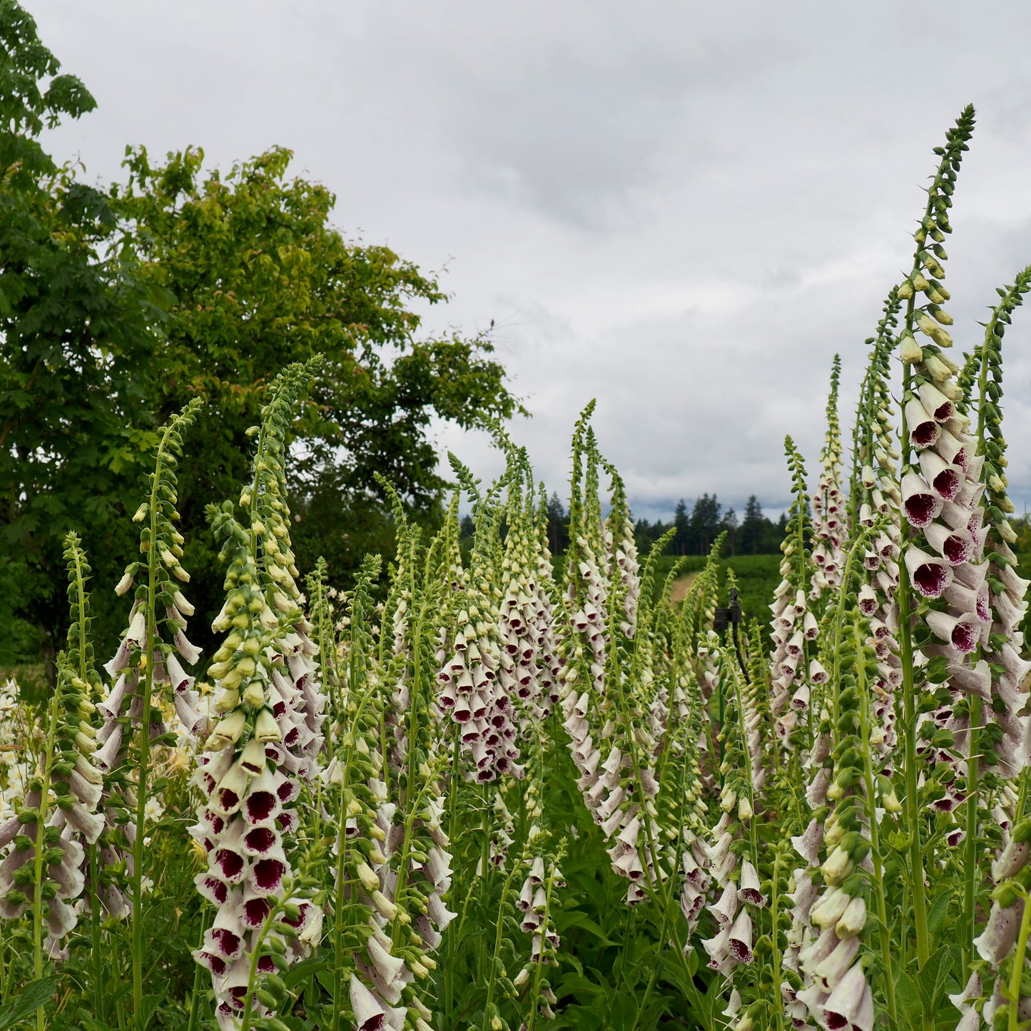 Fox Glove ⁃ Organic Seed - Pam's Choice