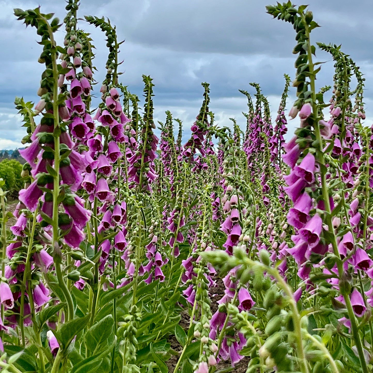 Digitalis (Foxglove) - Sugar Plum