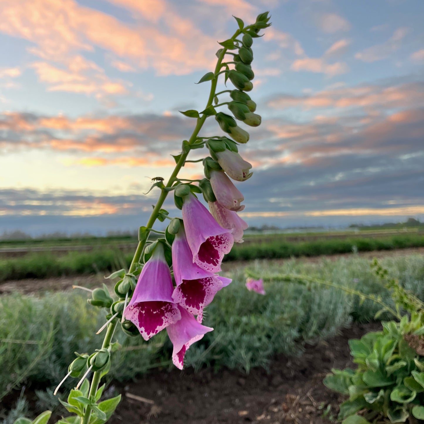 Digitalis (Foxglove) - Sugar Plum