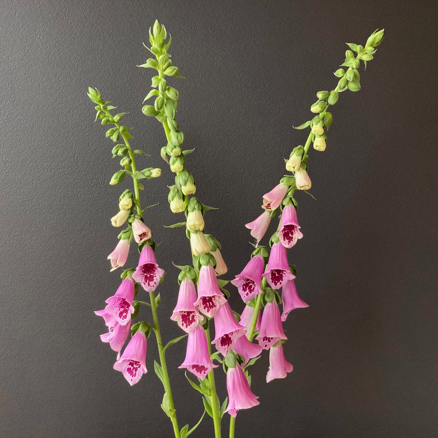 Digitalis (Foxglove) - Sugar Plum