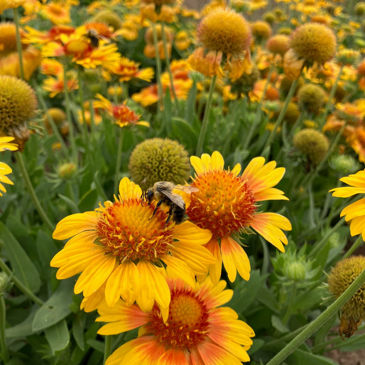 Gaillardia - Apricot