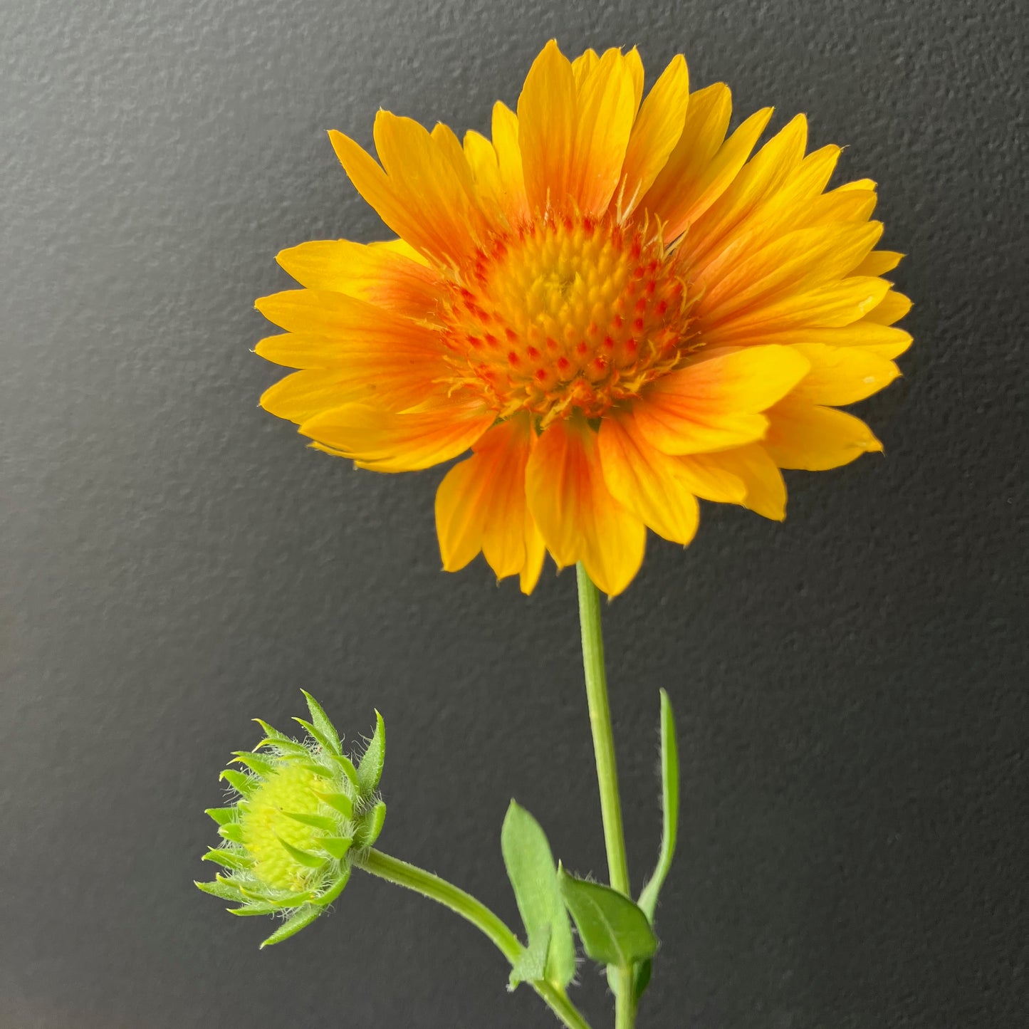Gaillardia - Apricot