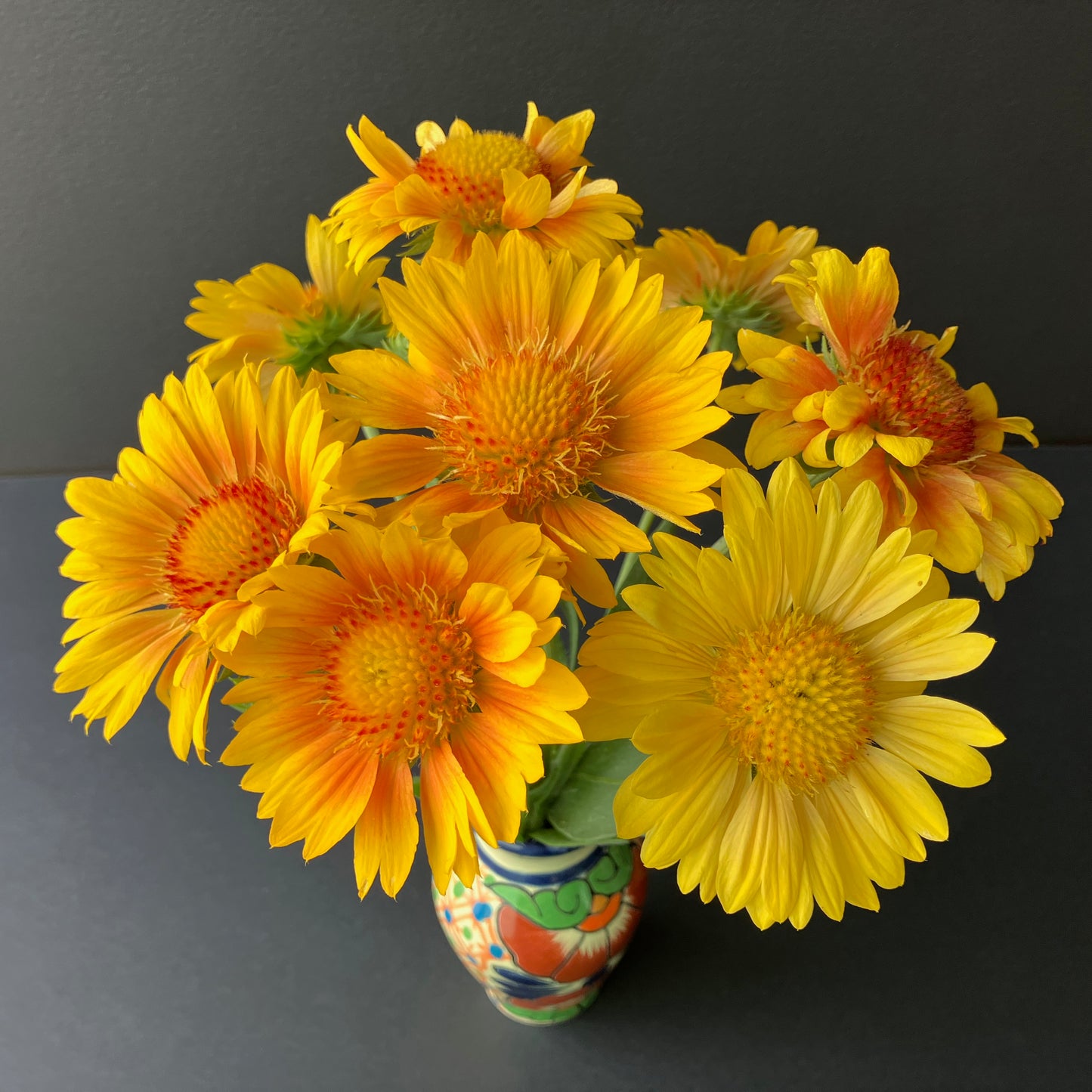 Gaillardia - Apricot