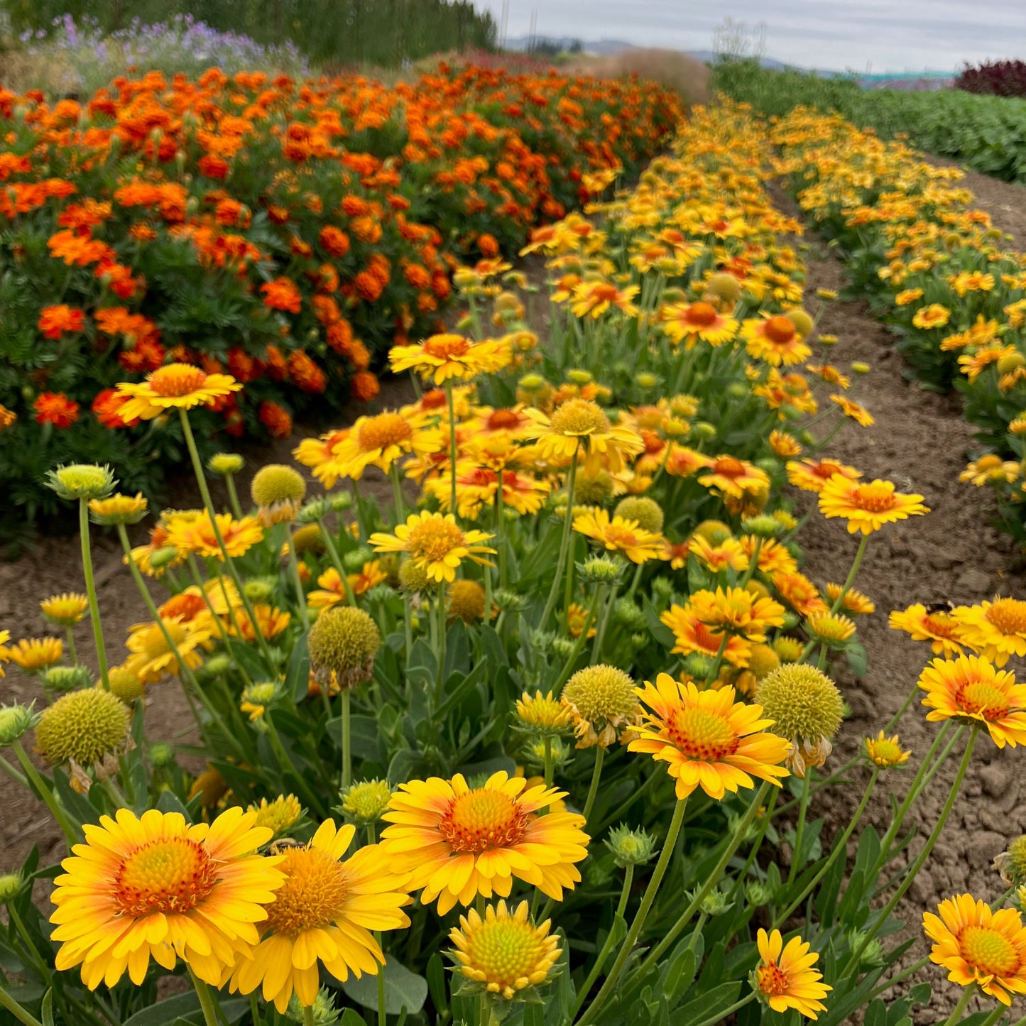 Gaillardia - Apricot