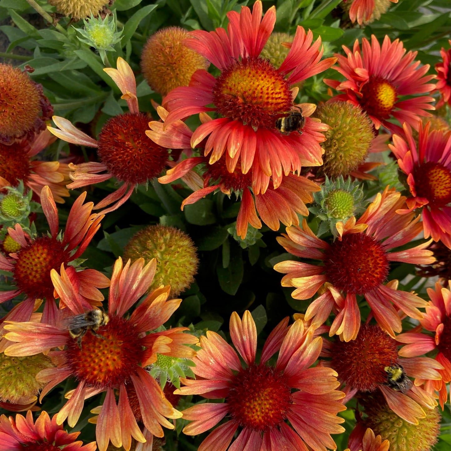 Gaillardia - Red Shades