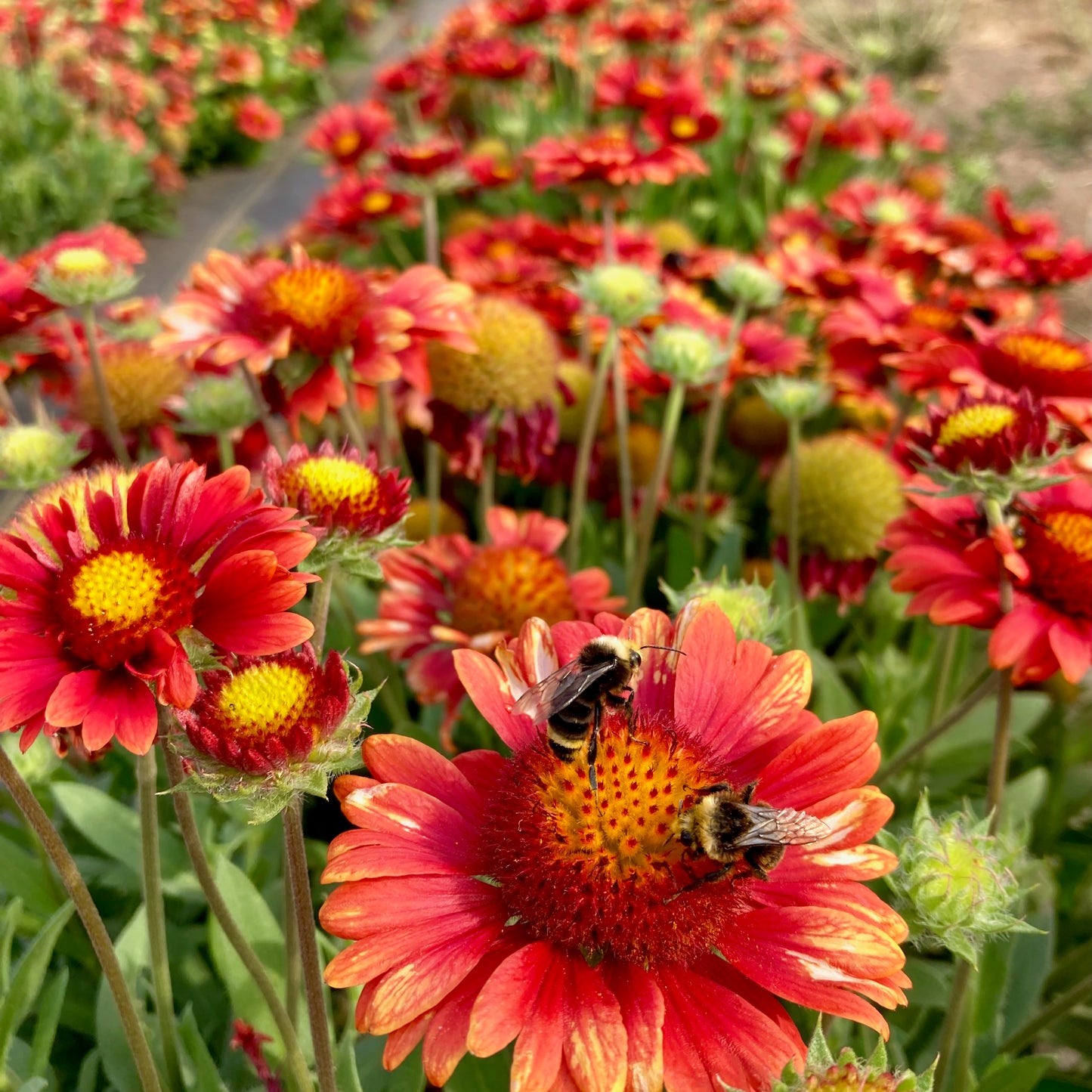 Gaillardia - Red Shades