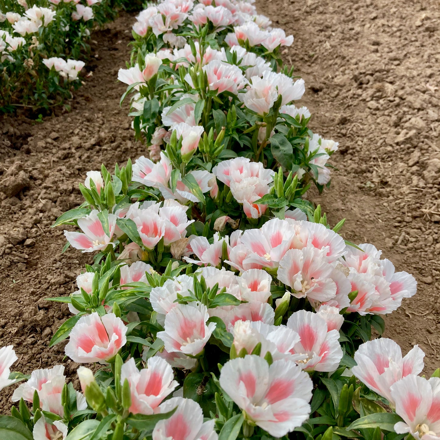 Clarkia (Godetia) - Grace Shell Pink