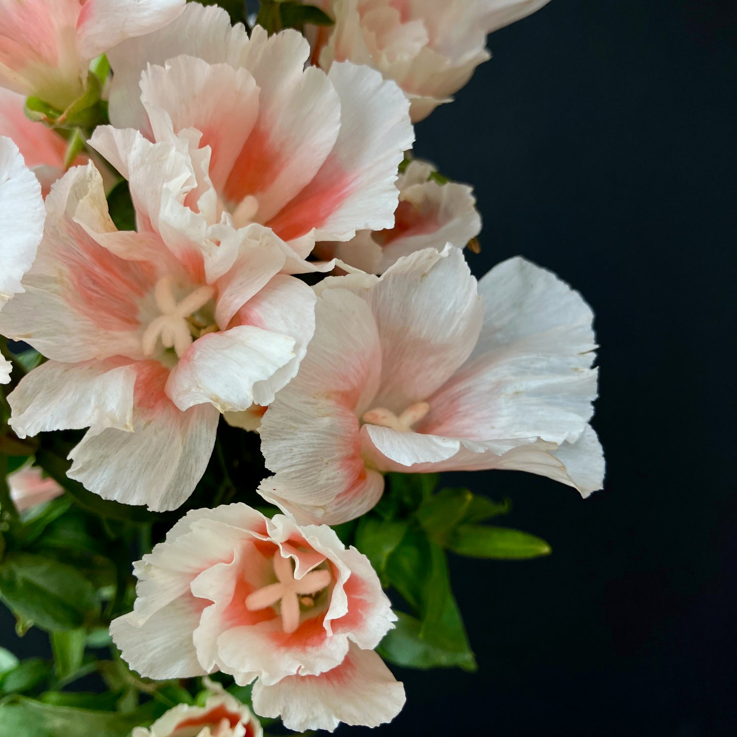 Clarkia (Godetia) - Grace Shell Pink